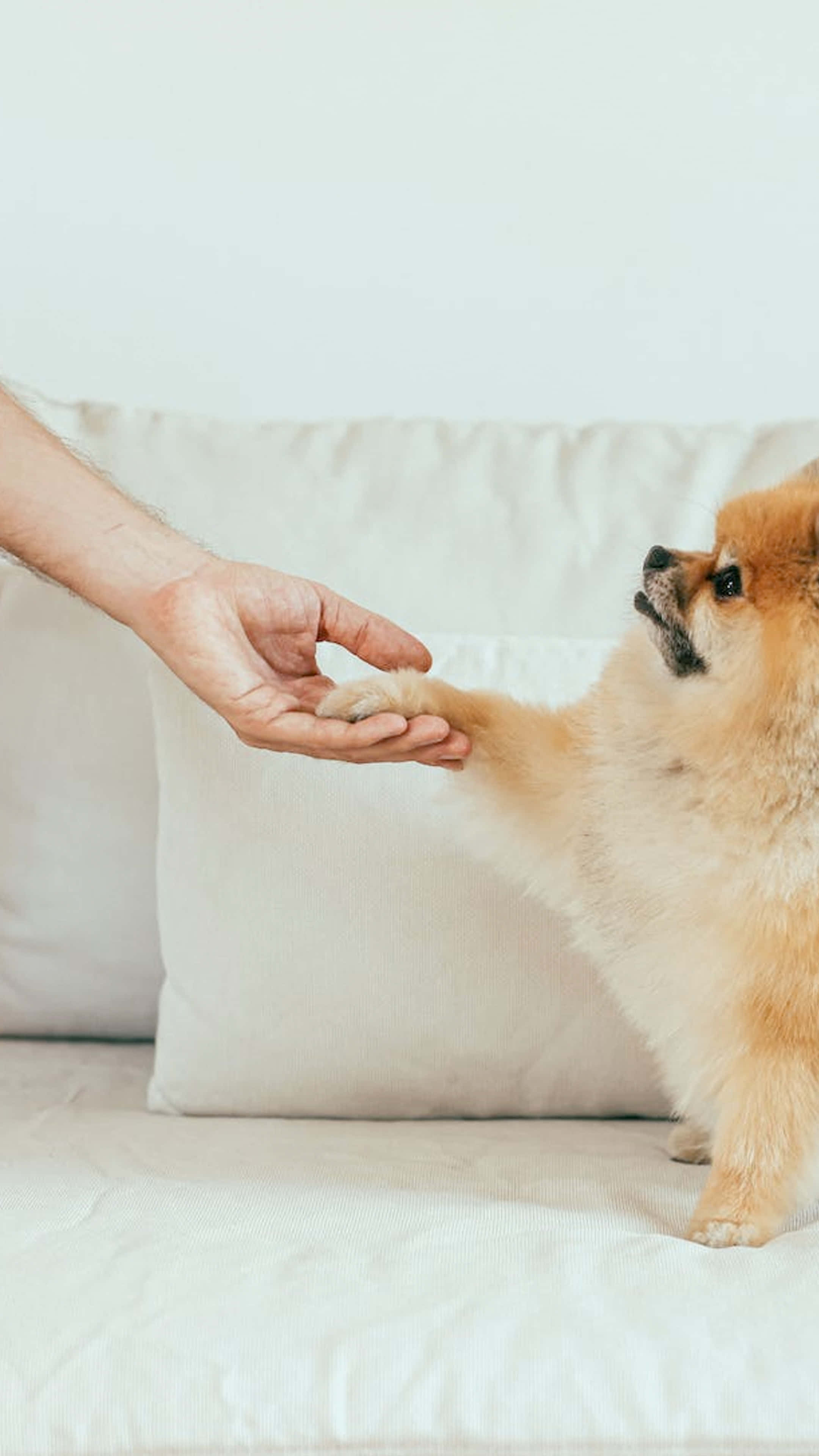 狗 桌布 壁紙 — 一隻毛茸茸的博美犬輕輕地將爪子放在白色沙發上一個人伸出的手中。