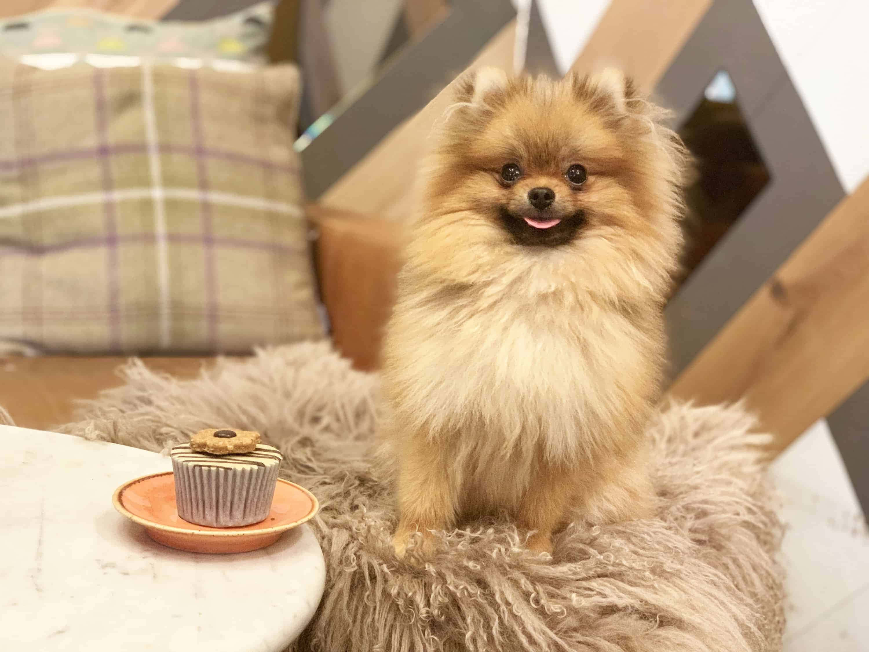 狗 桌布 壁紙 — 一隻毛茸茸的博美犬開心地坐在大理石桌上杯子蛋糕旁邊的長毛地毯上。