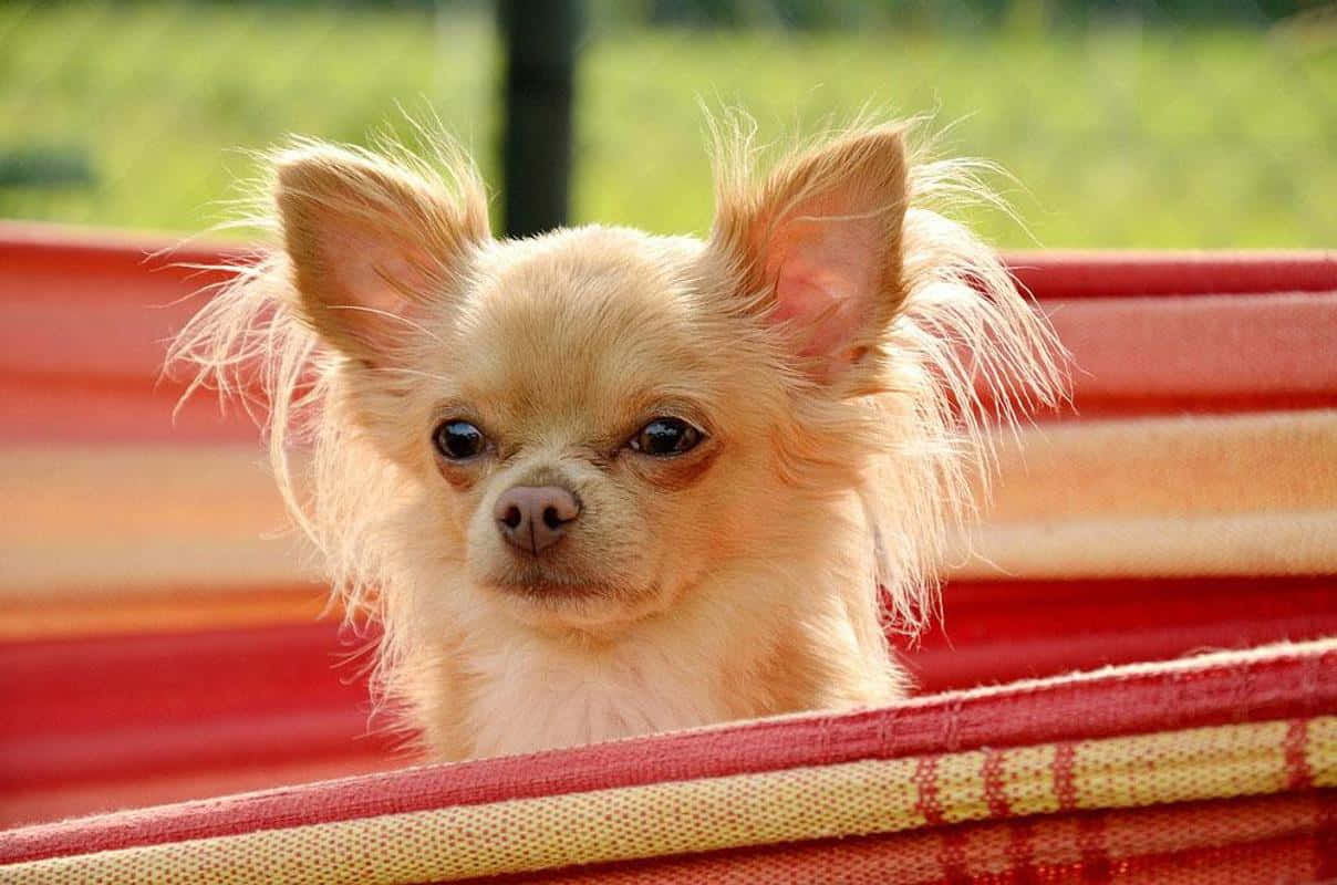 Chihuahua 桌布 壁紙 — 一隻毛茸茸的吉娃娃，有著大大的黑眼睛，在模糊的綠色背景下，從紅色條紋吊床上好奇地探出頭來。