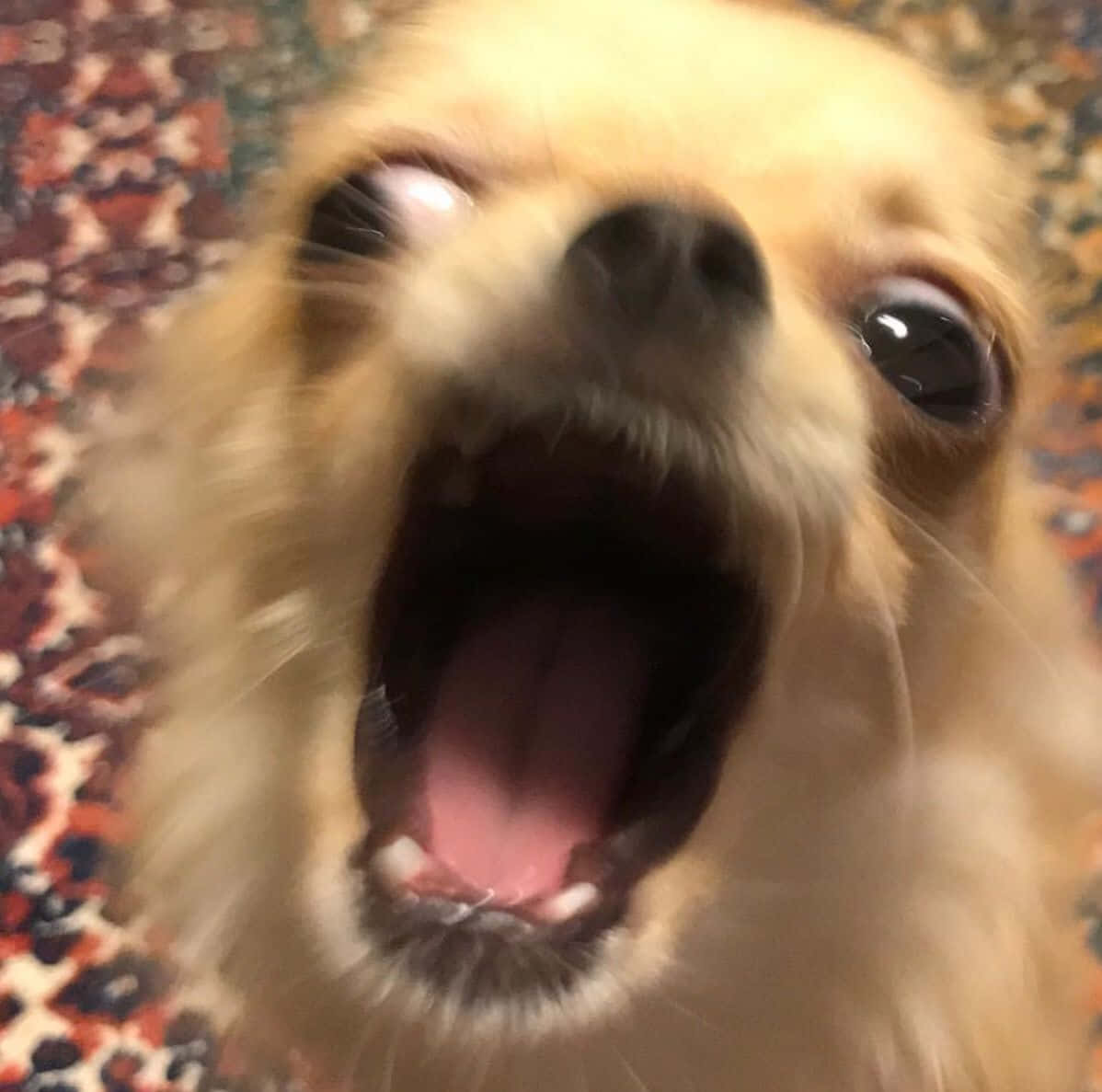 animals 桌布 壁紙 — 一隻毛茸茸的吉娃娃在有圖案的地毯上，睜大眼睛、張開嘴巴，開心地打哈欠或吠叫的特寫。
