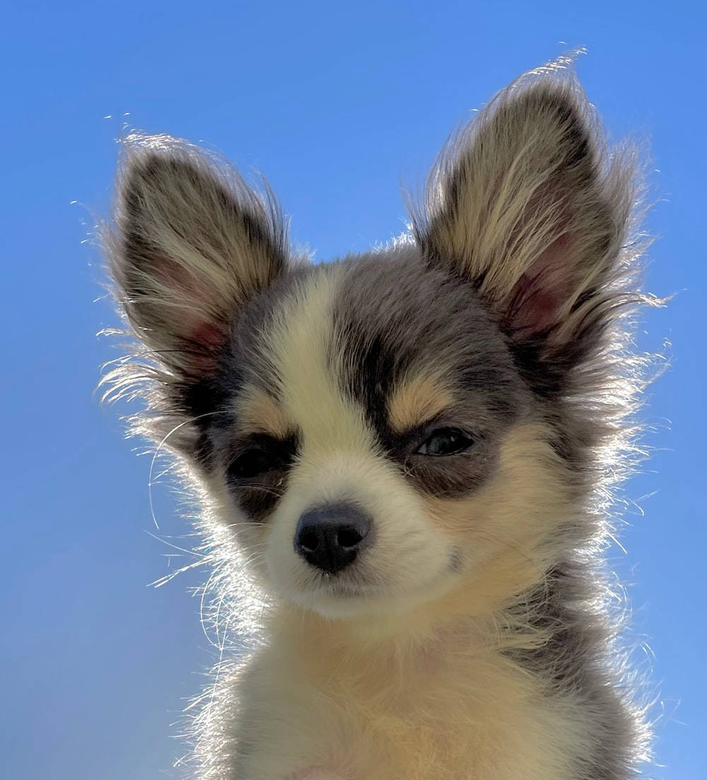 Puppy Dog 桌布 壁紙 — 一隻毛茸茸的吉娃娃幼犬特寫，有大耳朵和富有表情的眼睛，背景是清澈的藍天。