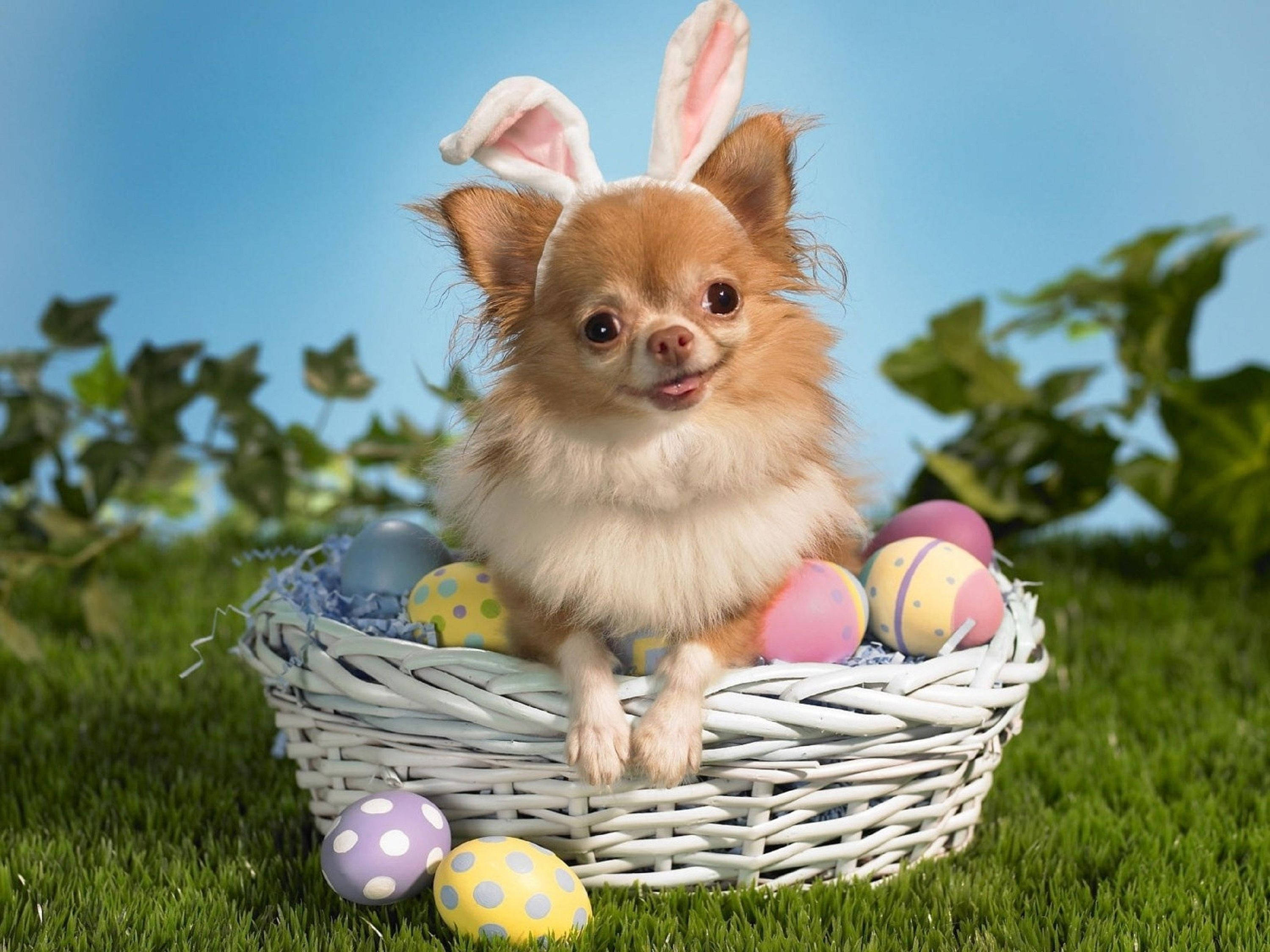 Cute Easter 桌布 壁紙 — 一隻毛茸茸的吉娃娃戴著兔子耳朵，開心地坐在一個裝滿彩色復活節蛋的白色柳條籃裡，放在綠色草地上。