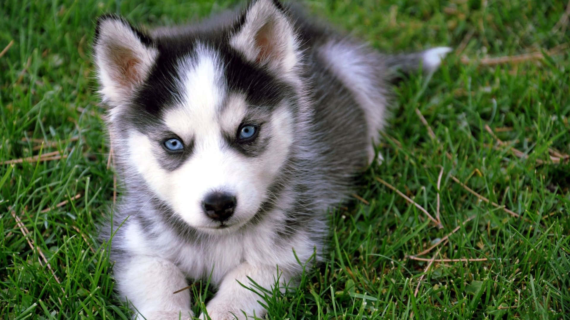 Cute Puppy 桌布 壁紙 — 一隻毛茸茸的哈士奇幼犬，擁有引人注目的藍色眼睛，躺在鮮綠的草地上，好奇地凝視著鏡頭。