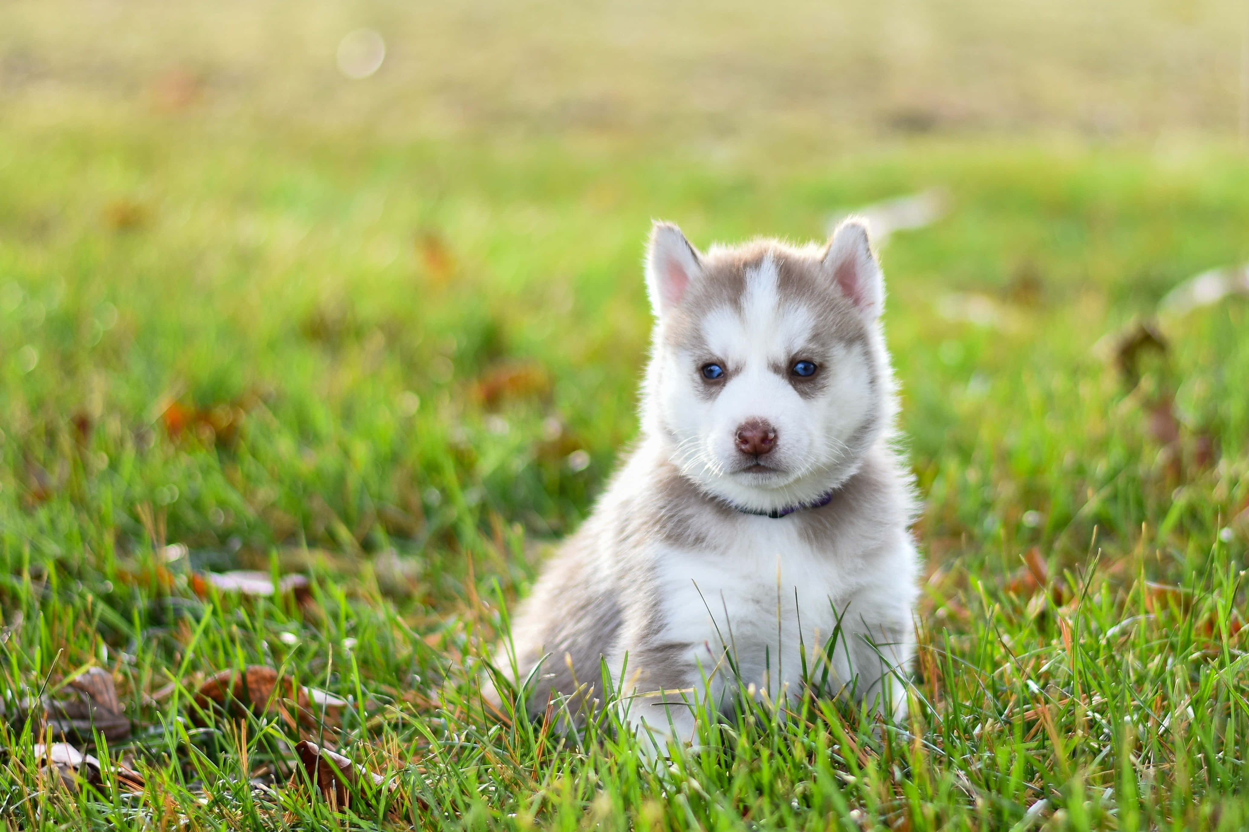 動物 桌布 壁紙 — 一隻毛茸茸的哈士奇幼犬，擁有引人注目的藍色眼睛，警覺地坐在點綴著落葉的鮮綠色草地上。