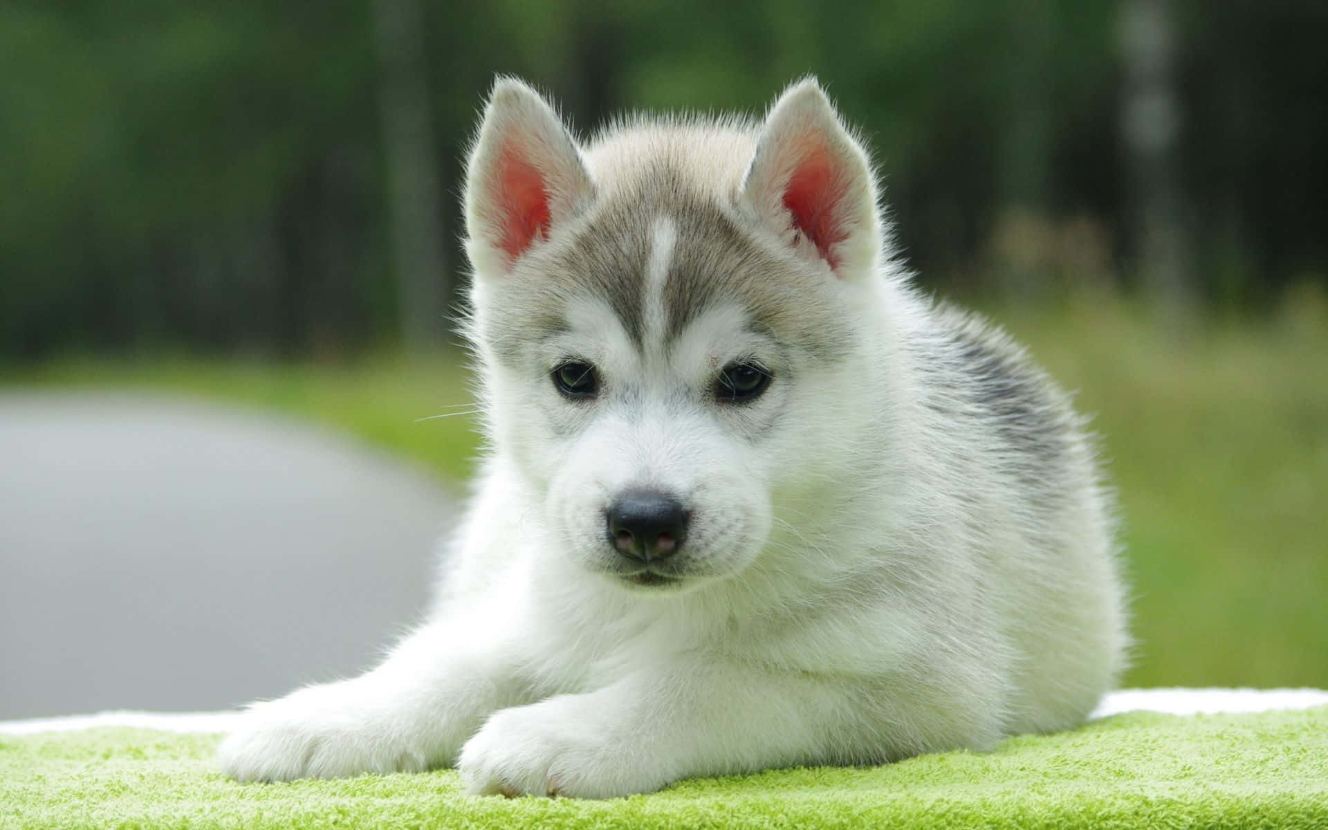 Cute Aesthetic Dog 桌布 壁紙 — 一隻毛茸茸的哈士奇幼犬，擁有引人注目的藍色眼睛，在柔焦的森林環境中躺在亮綠色的毛巾上休息。