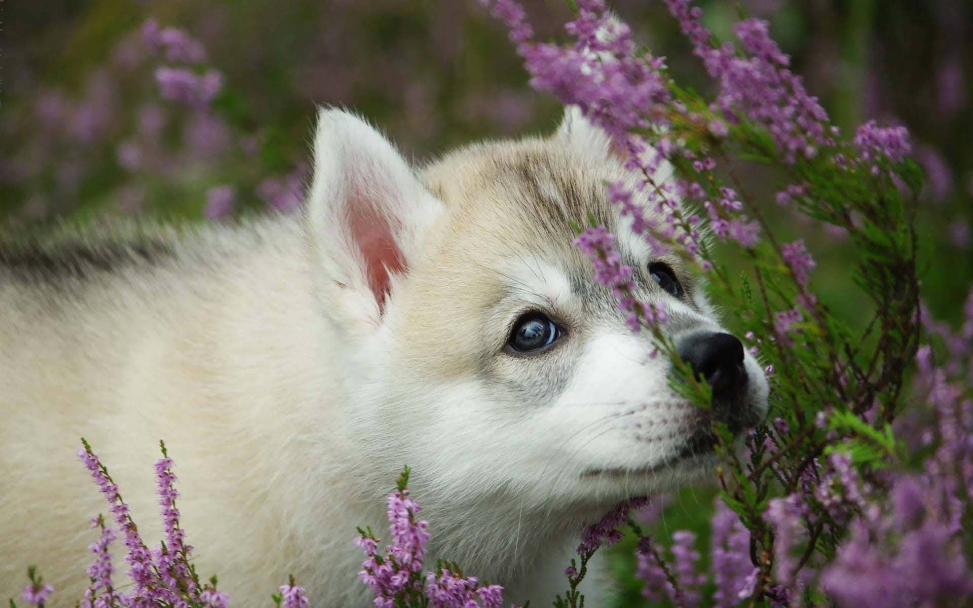 小狗 桌布 壁紙 — 一隻毛茸茸的哈士奇幼犬，擁有引人注目的藍色眼睛，在柔和焦點的自然環境中從鮮豔的紫色石楠花叢中探出頭來。