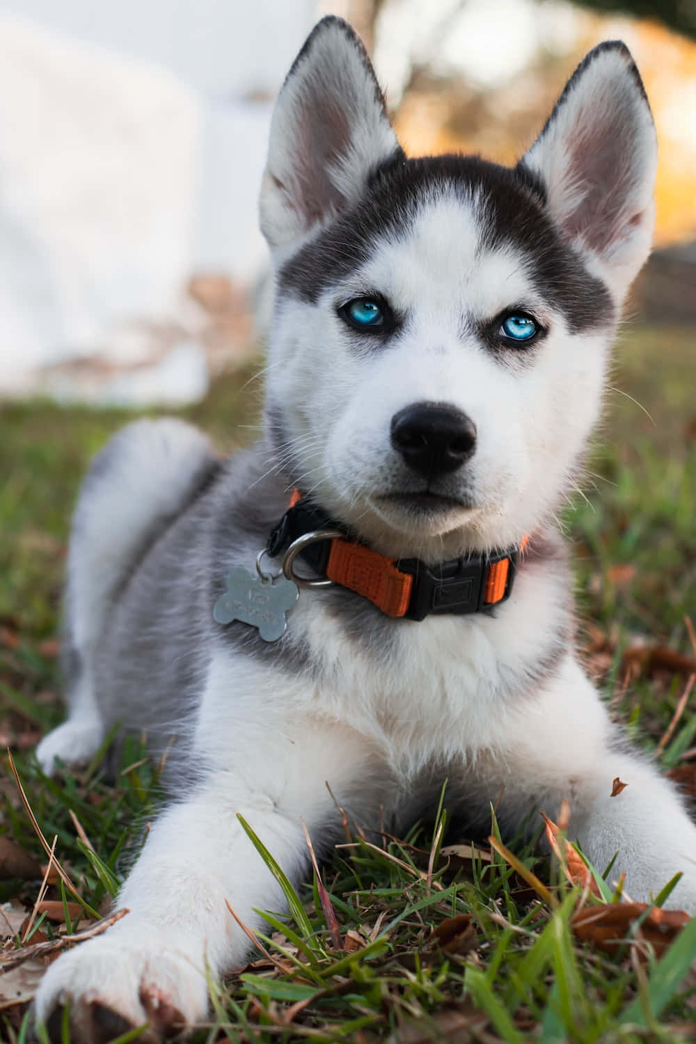 husky 桌布 壁紙 — 一隻毛茸茸的哈士奇幼犬，擁有引人注目的藍色眼睛，躺在草地上，戴著橙色項圈。