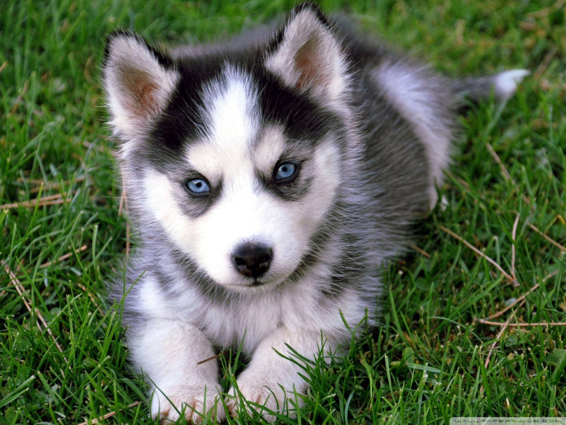 狗 桌布 壁紙 — 一隻毛茸茸的哈士奇幼犬，擁有引人注目的藍色眼睛，警覺地躺在鮮綠色的草地上，直視著觀看者。