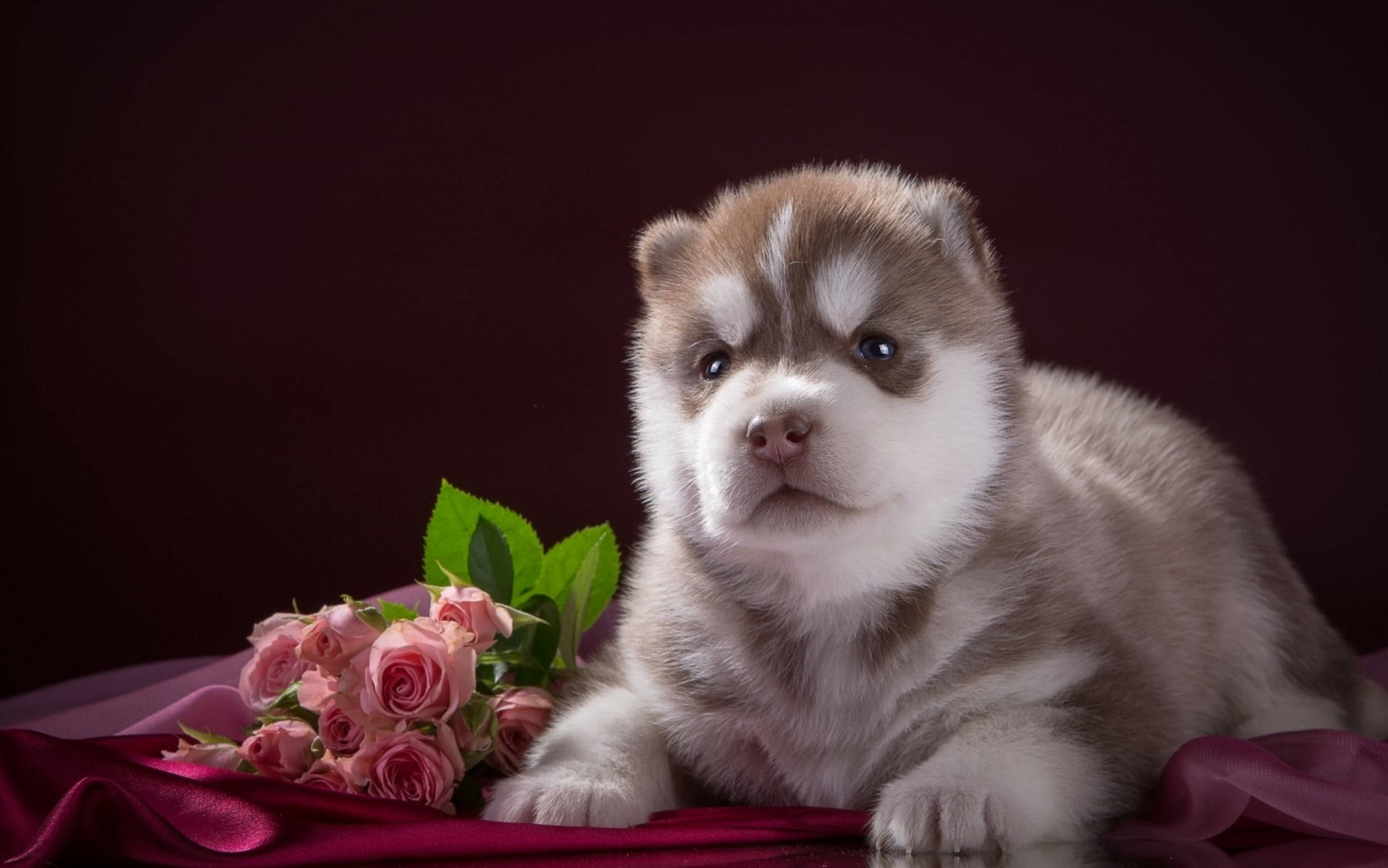 花 桌布 壁紙 — 一隻毛茸茸的哈士奇幼犬，擁有引人注目的藍色眼睛，在濃郁的栗色布料上，躺在一束粉紅玫瑰旁邊。