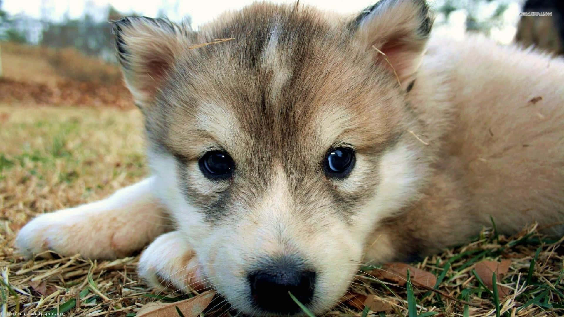 Wolf Pup 桌布 壁紙 — 一隻毛茸茸的哈士奇幼犬，有著大大的黑色眼睛，躺在草地和落葉上的特寫。