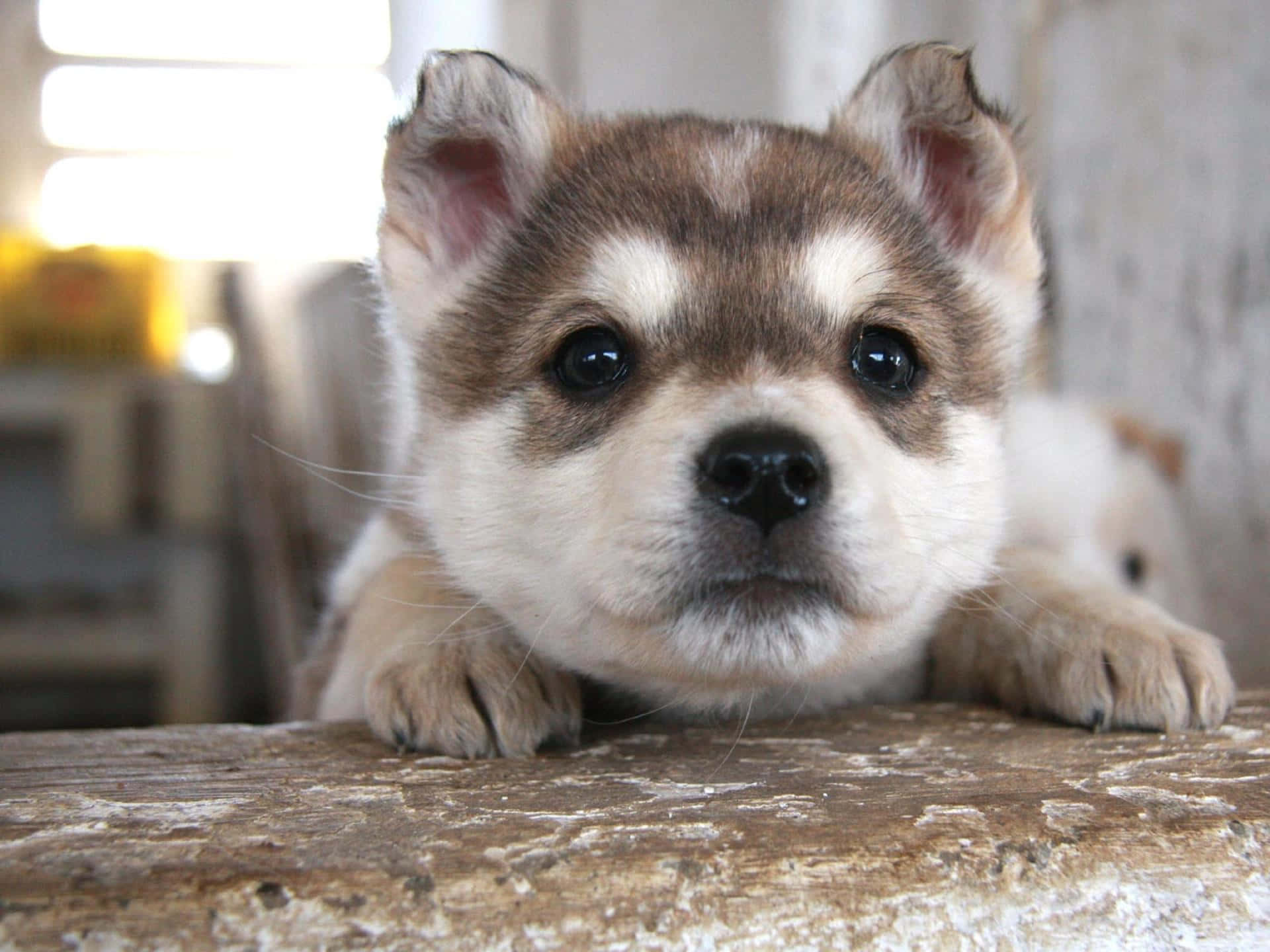Cute Animals 桌布 壁紙 — 一隻毛茸茸的哈士奇幼犬，有著大大的深色眼睛，將爪子擱在經風化的木質表面上，特寫鏡頭。