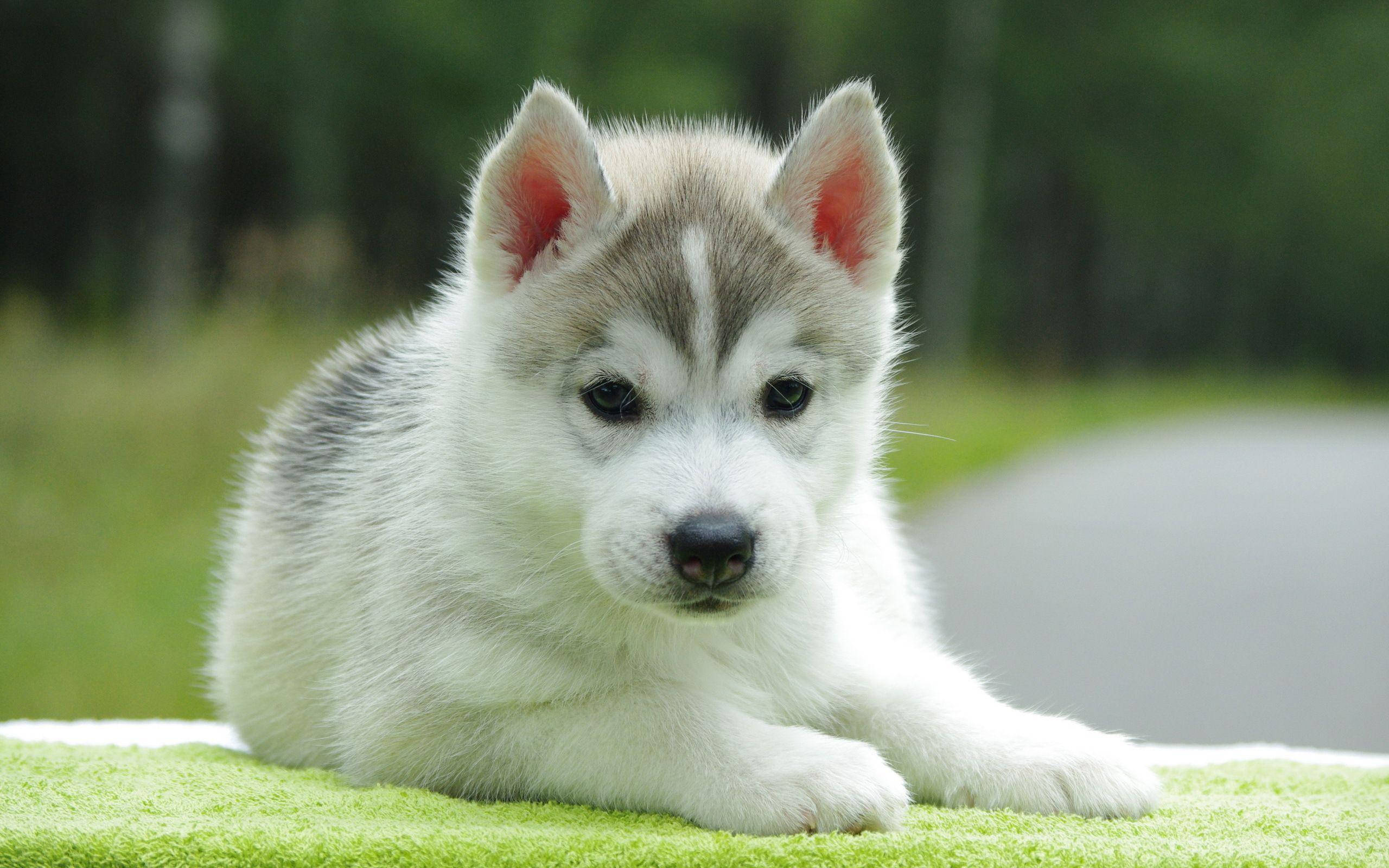 Cute Puppy 桌布 壁紙 — 一隻毛茸茸的哈士奇幼犬，有著引人注目的藍色眼睛，在明亮的綠色毛巾上休息，背景是柔和的模糊森林。