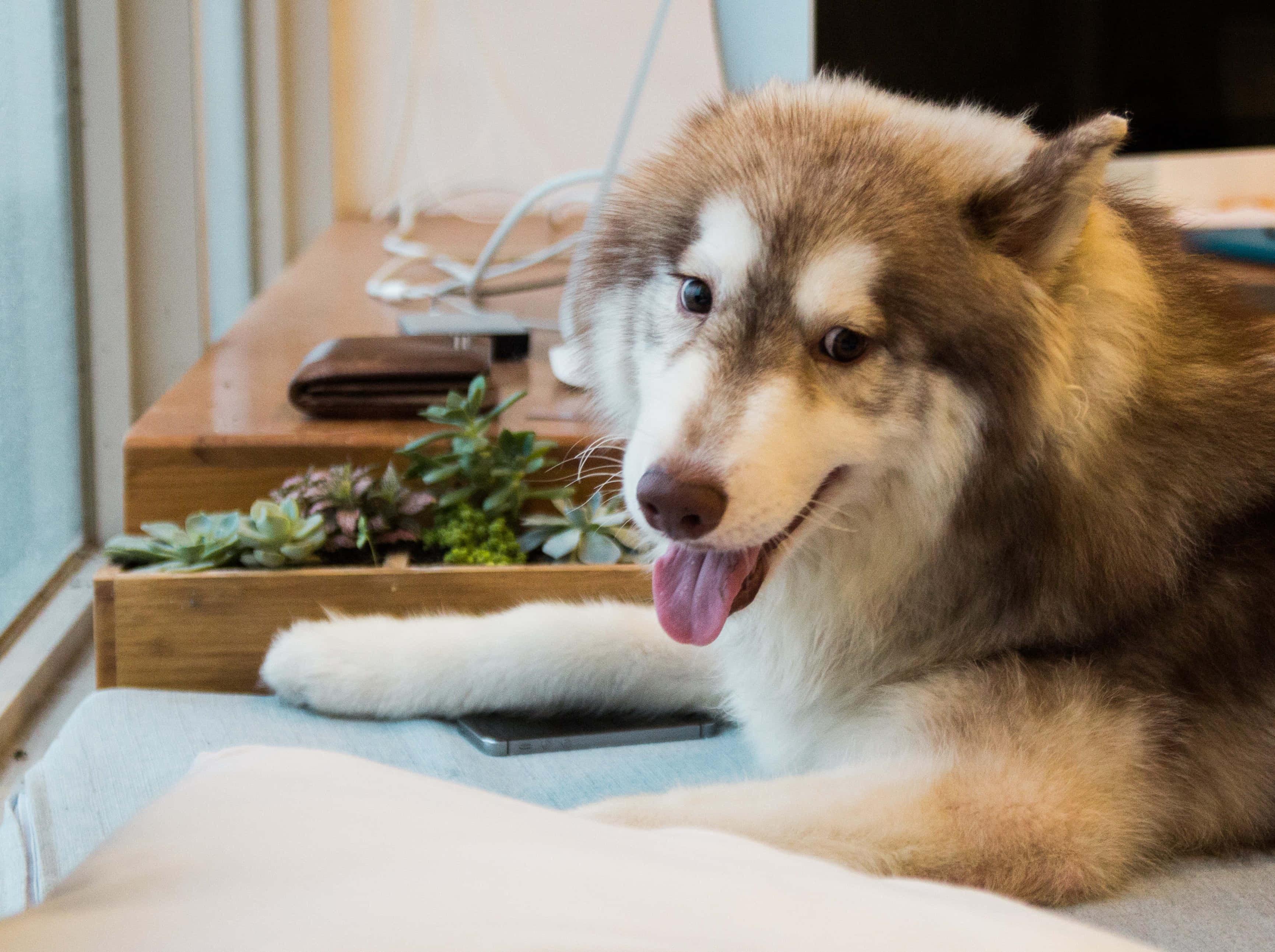動物 桌布 壁紙 — 一隻毛茸茸的哈士奇狗帶著開心的表情，在床邊休息，旁邊的木架上放著多肉植物和一個錢包。