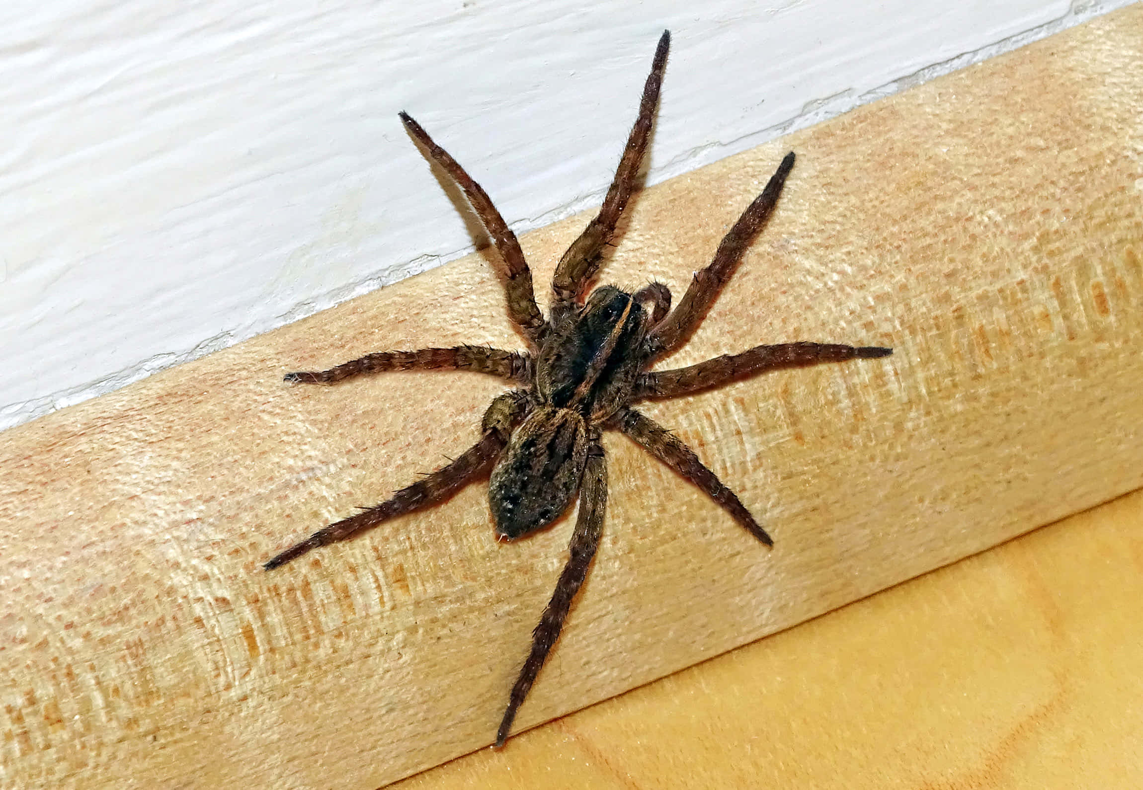 Wolf Spider 桌布 壁紙 — 一隻毛茸茸的大棕色蜘蛛棲息在白色牆壁附近的淺色木質表面上。