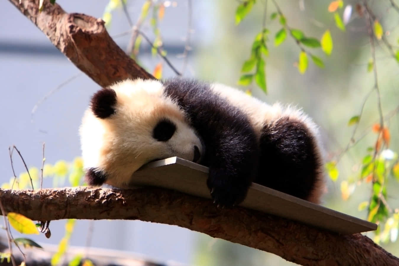Cute Panda 桌布 壁紙 — 一隻毛茸茸的大熊貓在樹枝上安靜地休息，頭枕在一塊被綠葉環繞的木板上。