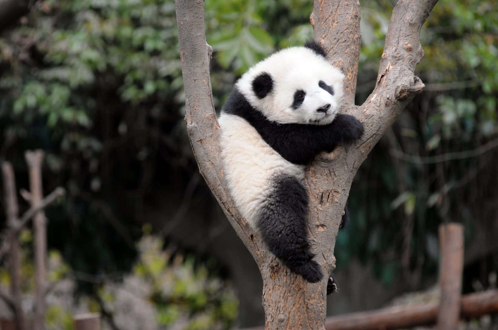 Cute Panda 桌布 壁紙 — 一隻毛茸茸的大熊貓寶寶在樹枝上安詳地蜷縮著睡覺，周圍是綠色的樹葉。