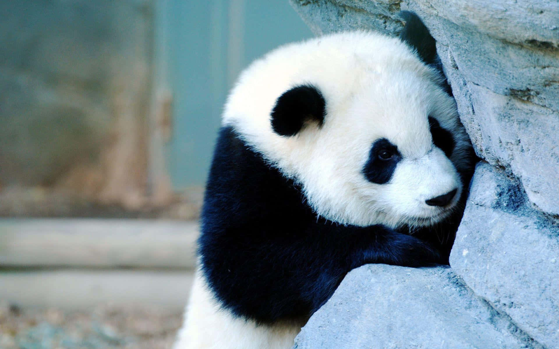 Cute Panda 桌布 壁紙 — 一隻毛茸茸的大熊貓寶寶將頭靠在灰色石牆上，背景柔和。
