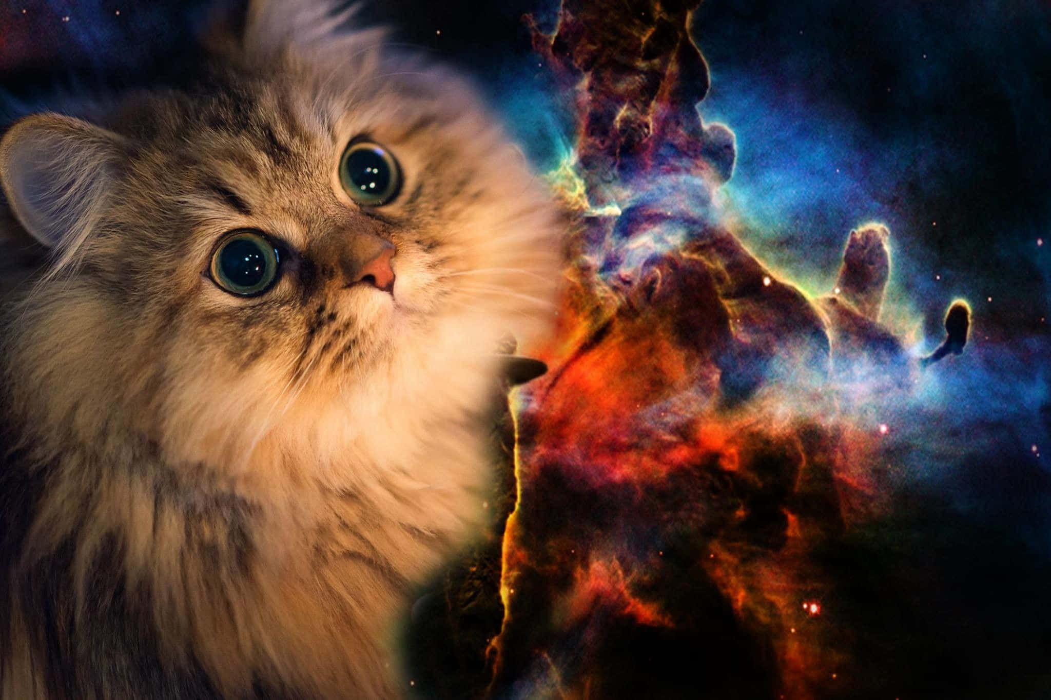 Cute Cat 桌布 壁紙 — 一隻毛茸茸的大眼貓咪凝視著散發紅、藍、紫色光芒的鮮豔宇宙星雲。