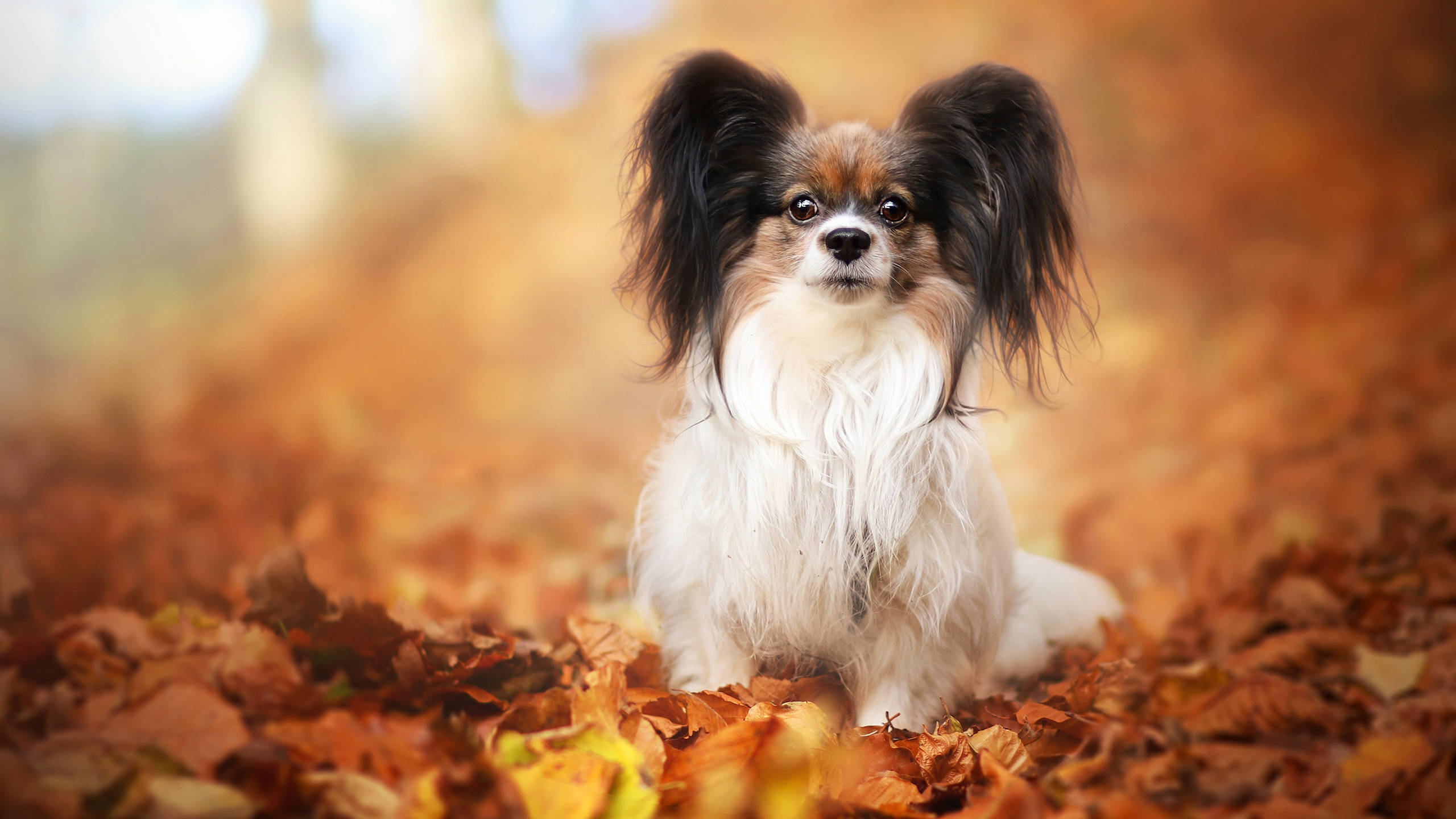 cute dogs 桌布 壁紙 — 一隻毛茸茸的大耳蝴蝶犬在柔和日光下，坐在金色秋葉地毯中。