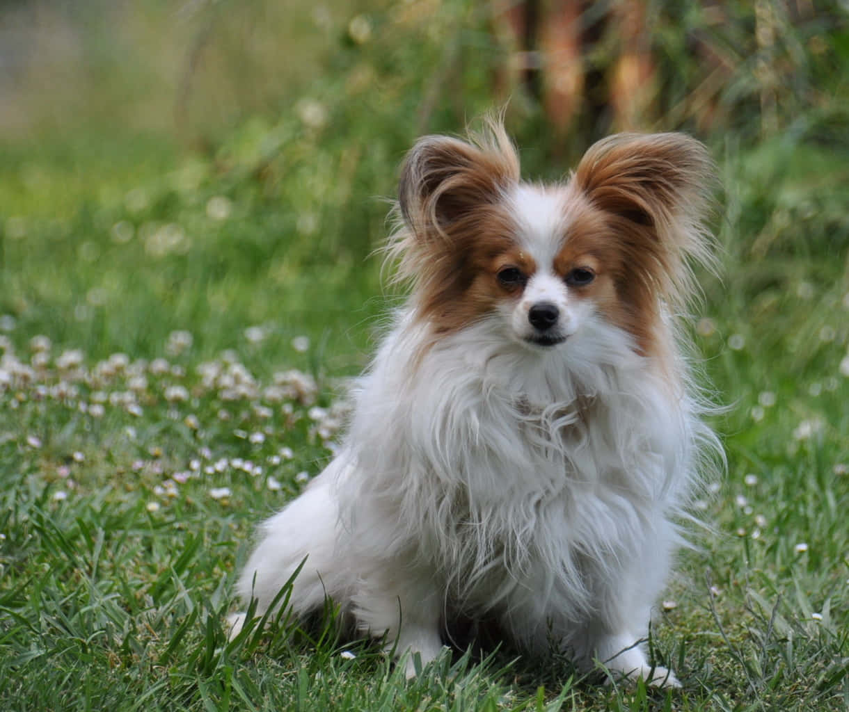 動物 桌布 壁紙 — 一隻毛茸茸的大耳蝴蝶犬警覺地坐在陽光普照、點綴著小白花的草地上。