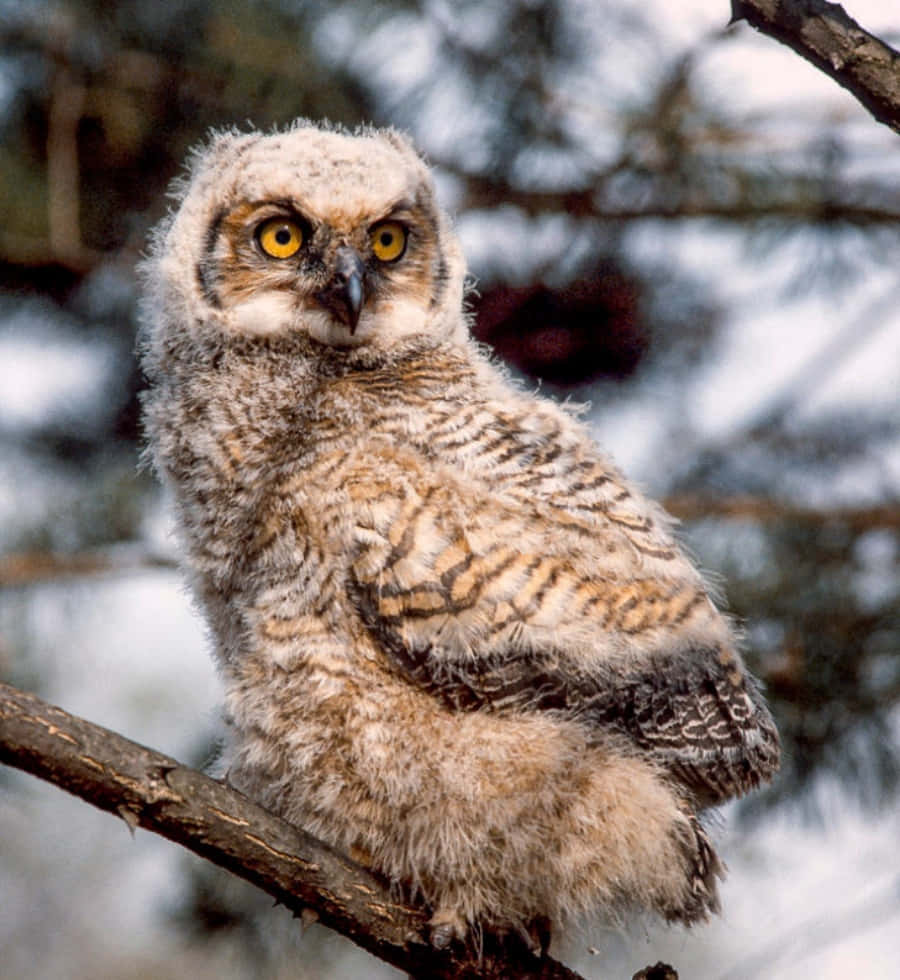 Baby Owl 桌布 壁紙 — 一隻毛茸茸的大角鴞雛鳥，有著明亮的黃色眼睛，警覺地棲息在積雪的樹枝上。