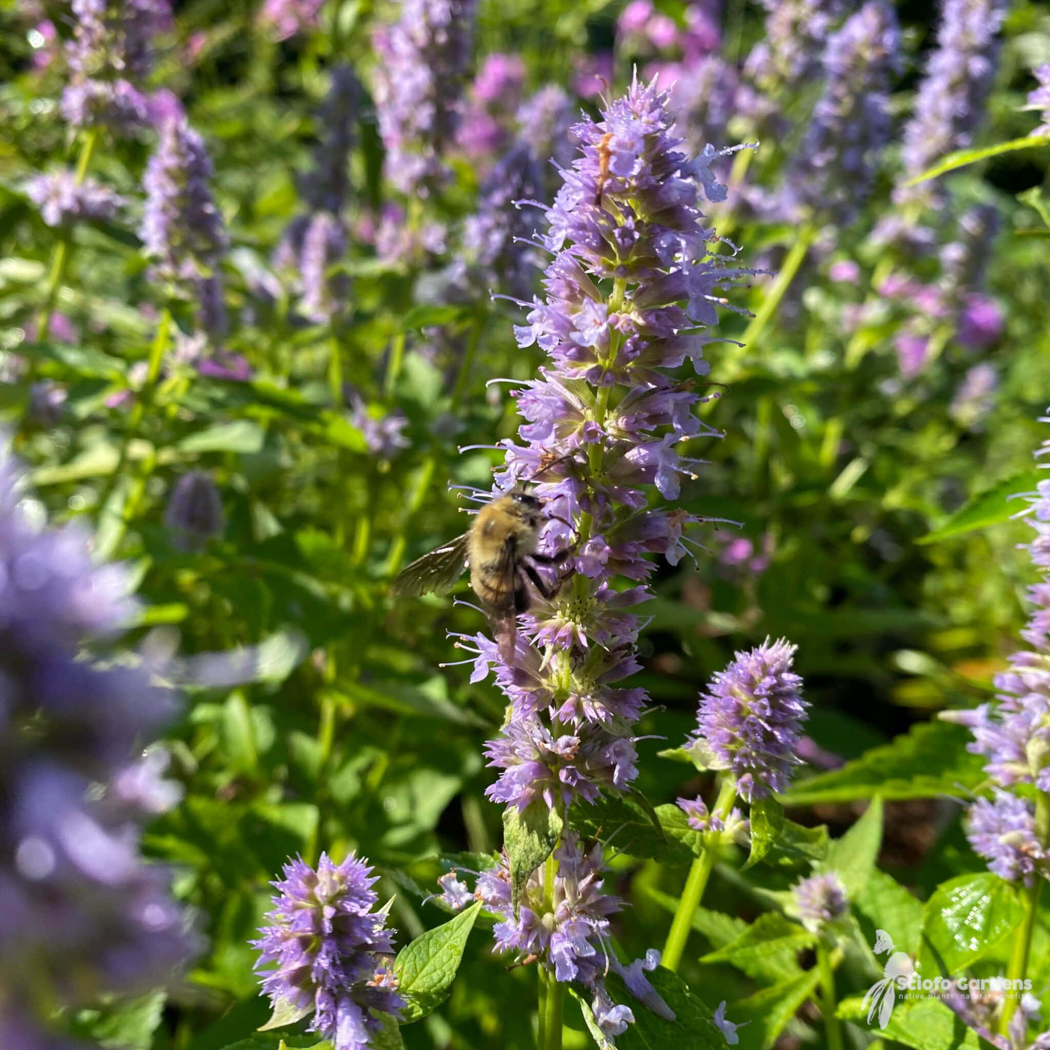 Purple Licorice 桌布 壁紙 — 一隻毛茸茸的大黃蜂勤奮地為沐浴在明亮陽光下的高大薰衣草花穗授粉。