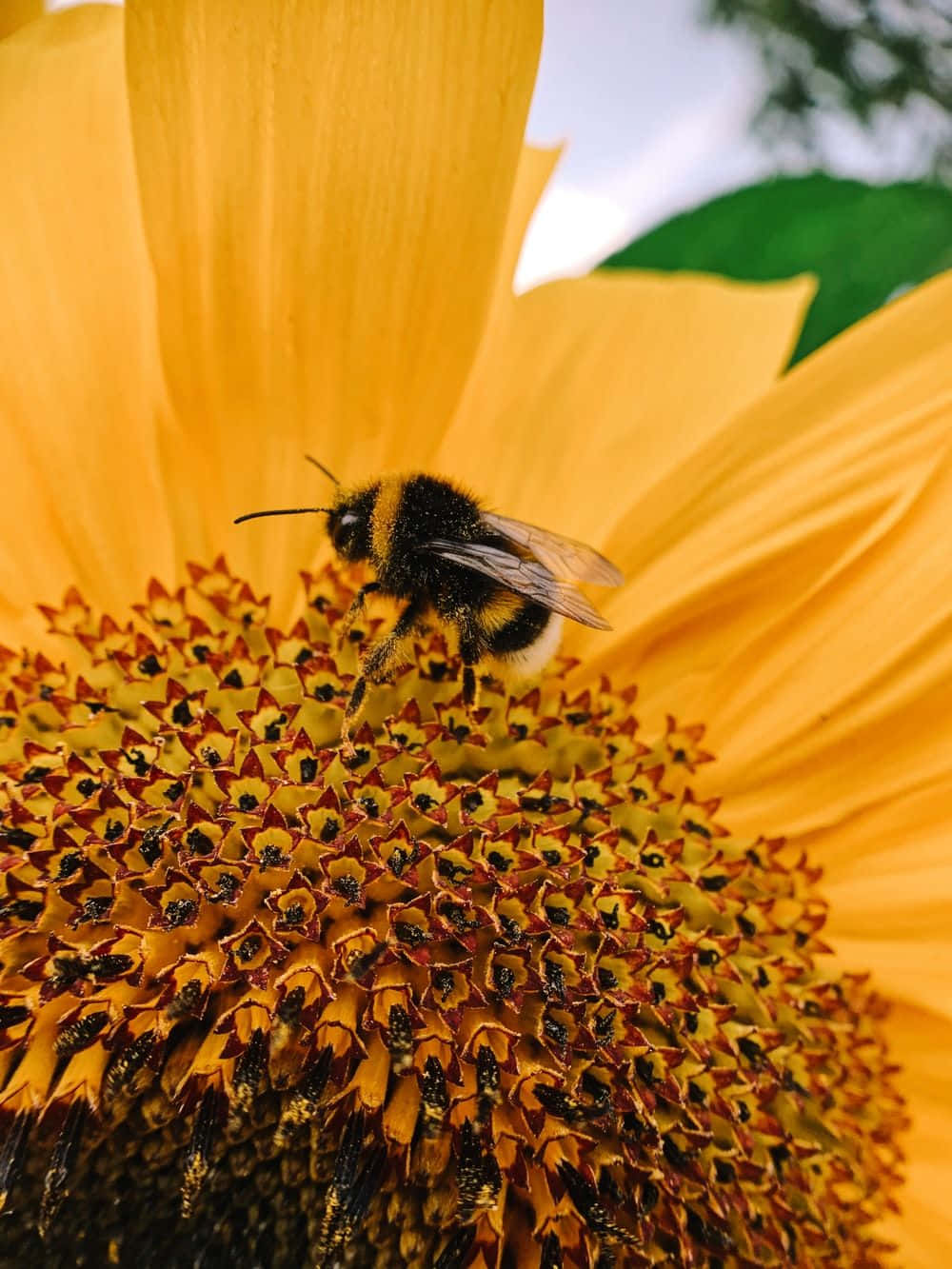 Aesthetic Bee 桌布 壁紙 — 一隻毛茸茸的大黃蜂在明亮的日光下勤奮地從向日葵鮮黃色的中心採集花粉。