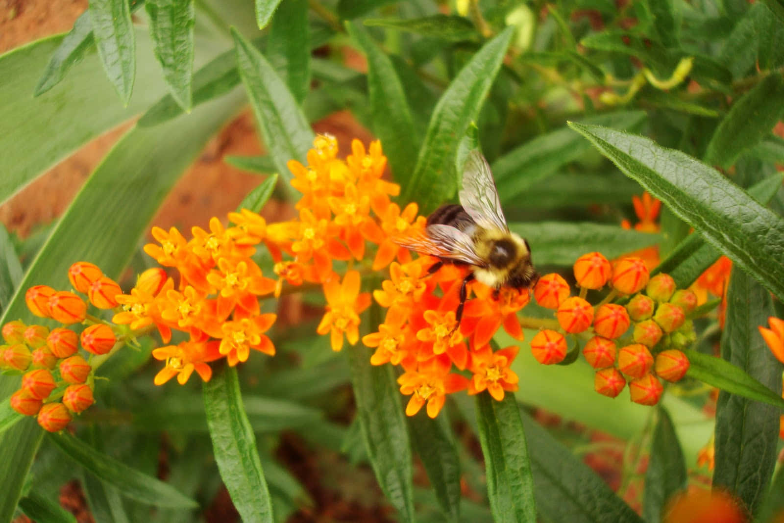 Butterfly Weed 桌布 壁紙 — 一隻毛茸茸的大黃蜂在茂密的綠葉中，從鮮豔的橙色馬利筋花上採集花蜜。