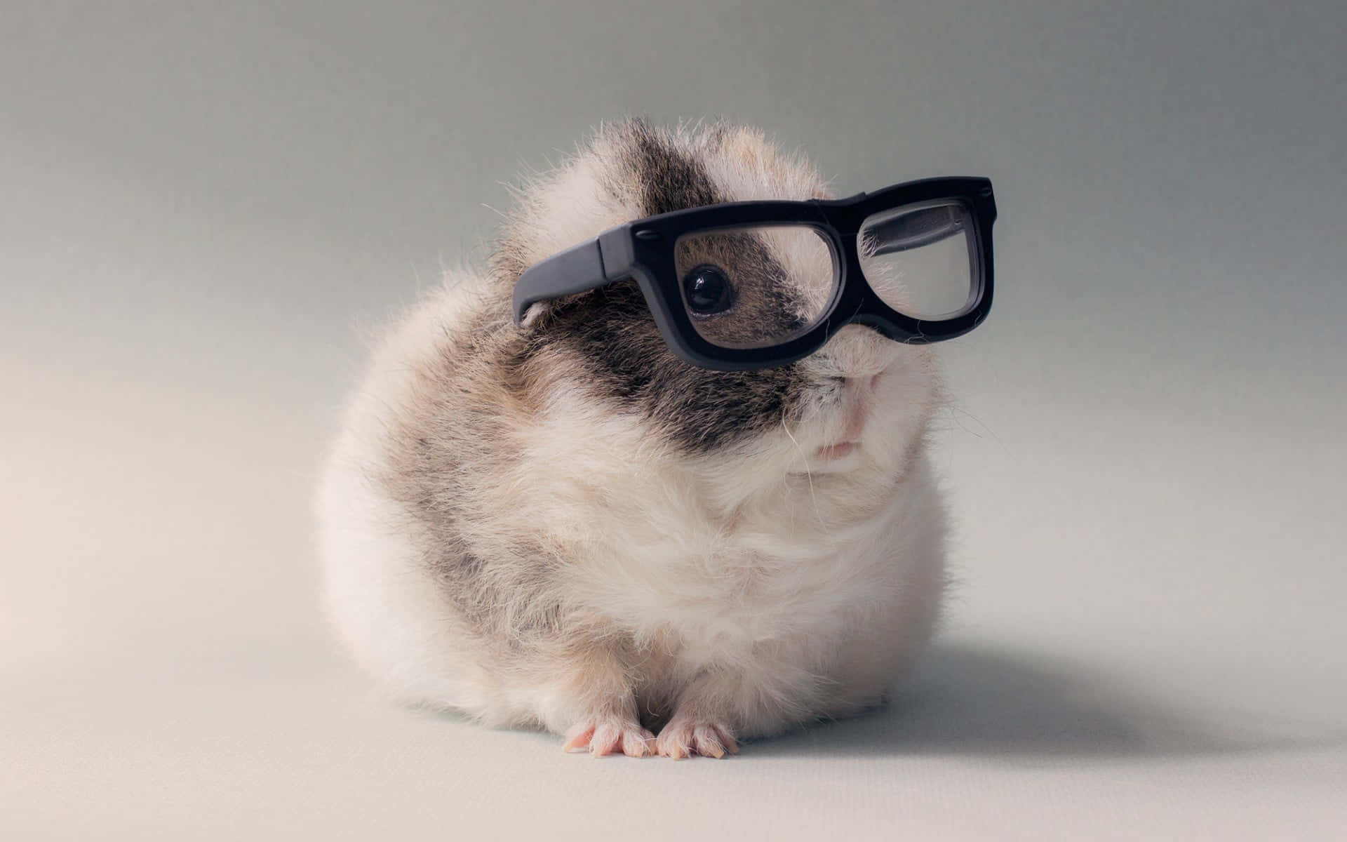 Hamster 桌布 壁紙 — 一隻毛茸茸的天竺鼠，有白色和灰色的毛，在柔和的灰色工作室背景前戴著超大的黑色眼鏡。
