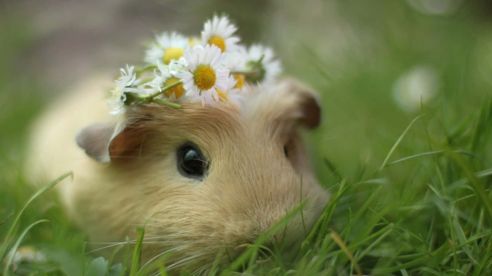 Hamster 桌布 壁紙 — 一隻毛茸茸的天竺鼠戴著雛菊花冠，在充滿活力的綠草中平靜地休息。