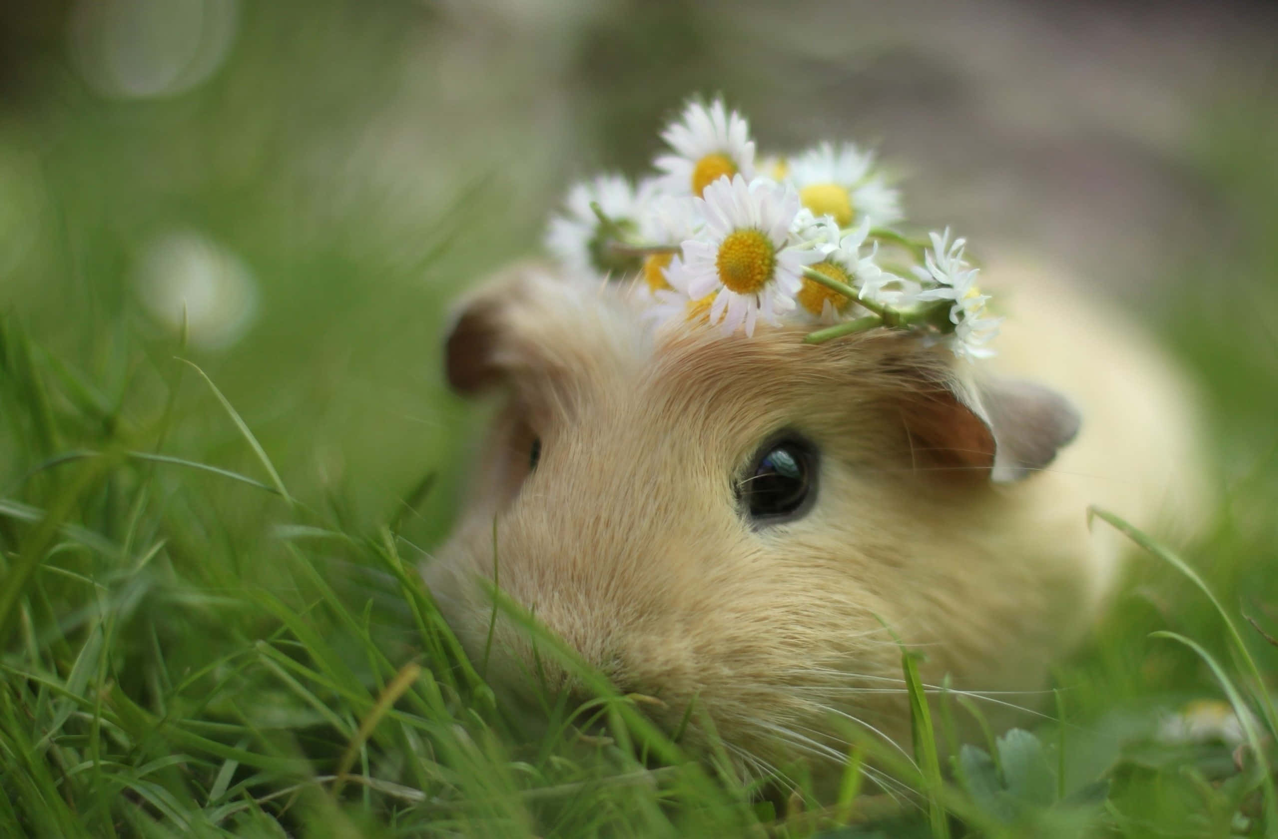 guinea pig 桌布 壁紙 — 一隻毛茸茸的天竺鼠戴著雛菊花冠，在翠綠的草地上平靜地休息。