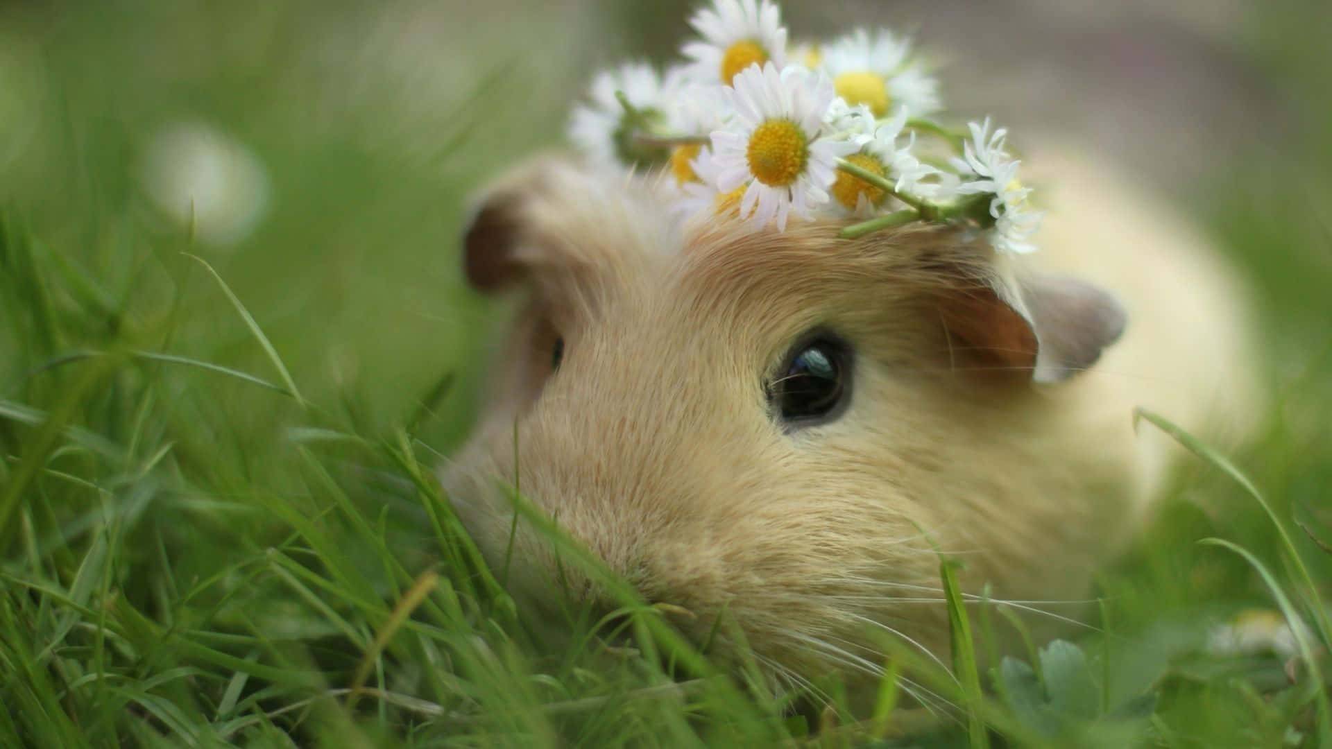 Cute Guinea Pig 桌布 壁紙 — 一隻毛茸茸的天竺鼠戴著雛菊花冠，在翠綠的草地上安詳地休息。