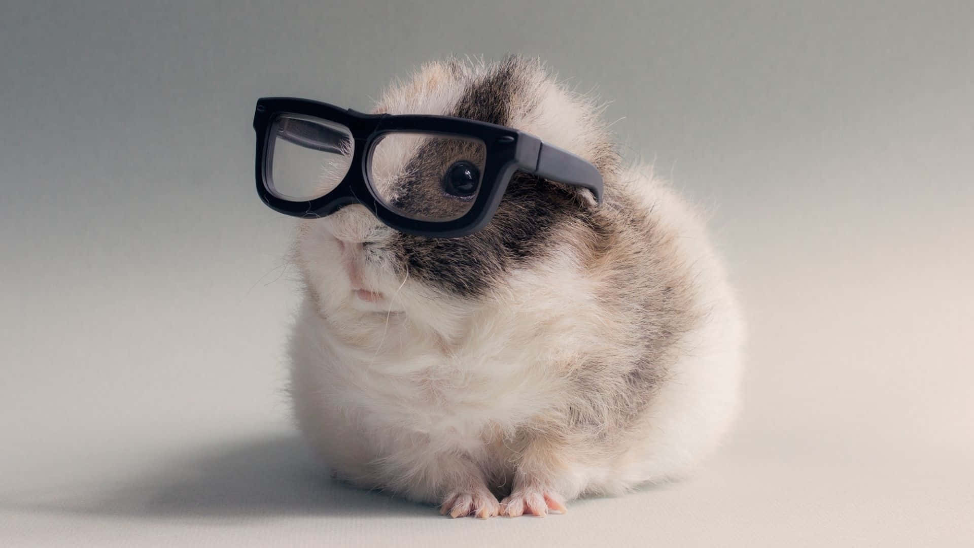 guinea pig 桌布 壁紙 — 一隻毛茸茸的天竺鼠戴著黑框眼鏡，平靜地坐在柔軟的灰色背景前。