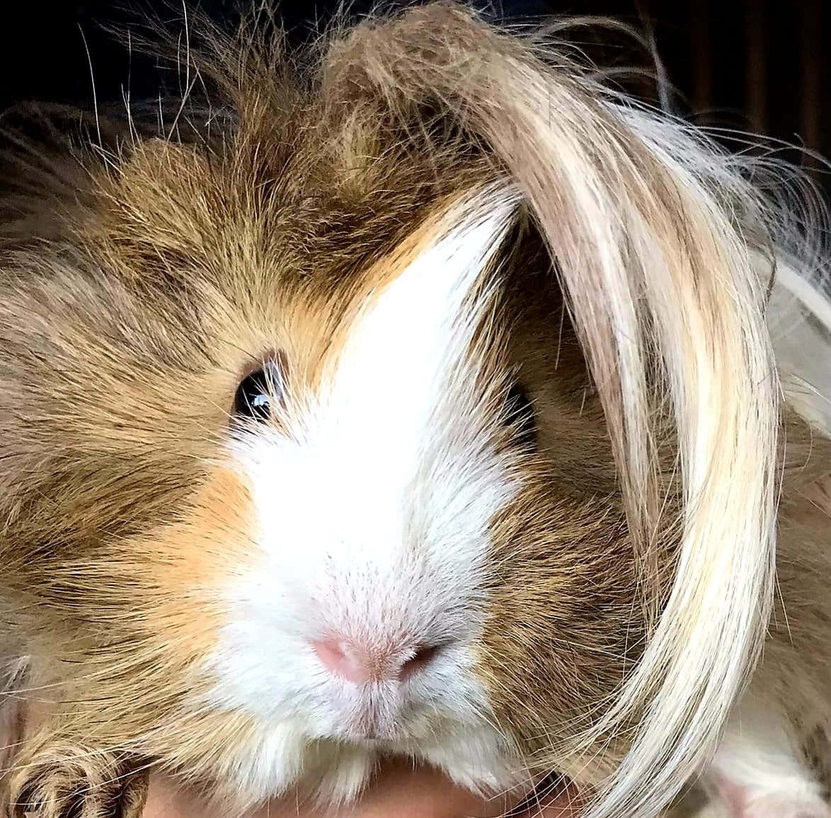 guinea pig 桌布 壁紙 — 一隻毛茸茸的天竺鼠的特寫，有一束長長的金色毛髮在一隻眼睛上方，白色的臉。