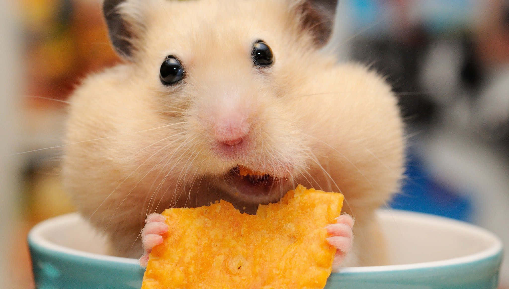 Hamster 桌布 壁紙 — 一隻毛茸茸的奶油色倉鼠，深色眼睛，正坐在一個青綠色碗裡，急切地咀嚼著一塊亮橙色的餅乾。
