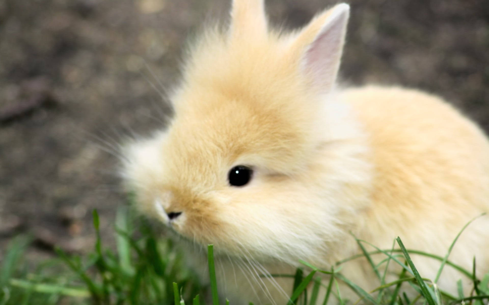 Cute Bunny 桌布 壁紙 — 一隻毛茸茸的奶油色兔子，有著大大的深色眼睛，坐在充滿活力的綠色草地上，看起來警覺又可愛。