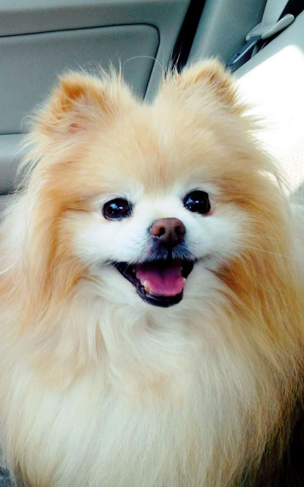 寵物動圖 桌布 壁紙 — 一隻毛茸茸的奶油色博美犬，帶著開心張嘴的表情坐在車內，沐浴在明亮的陽光下。