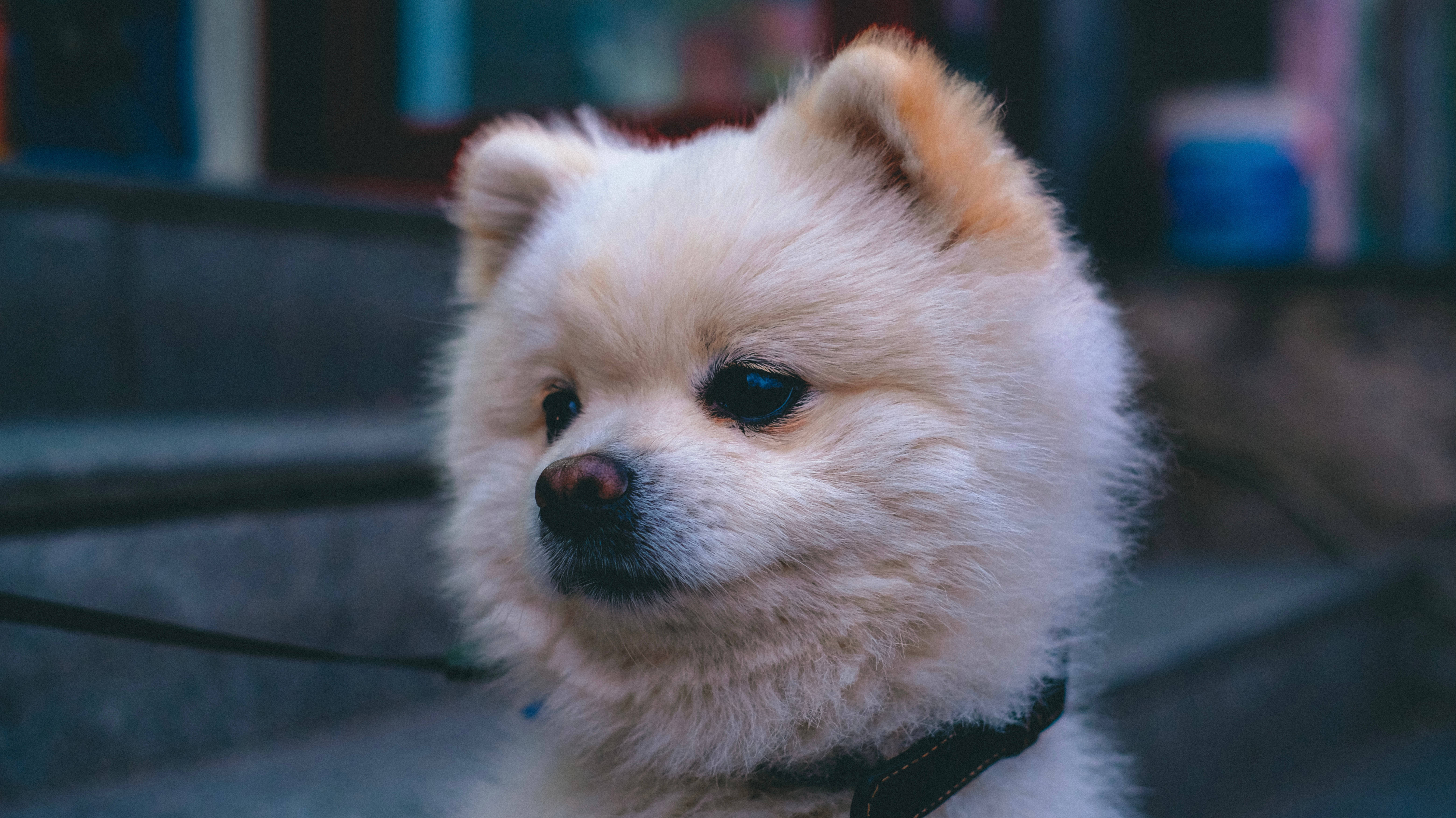 Pomeranian 桌布 壁紙 — 一隻毛茸茸的奶油色博美犬，有著深色眼睛和黑色鼻子，在模糊的城市背景下若有所思地凝視著。