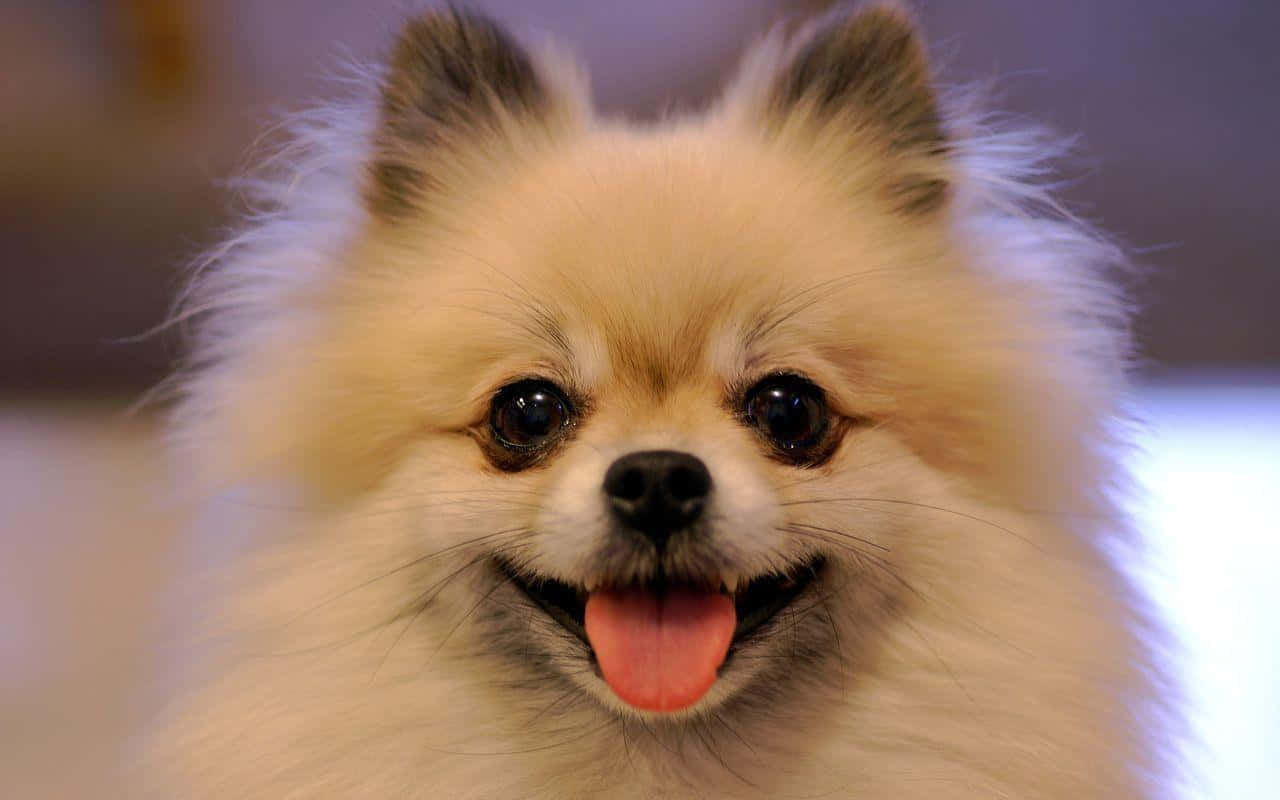 Pomeranian 桌布 壁紙 — 一隻毛茸茸的奶油色博美犬，深色眼睛和粉紅色舌頭，對著鏡頭開心地微笑。