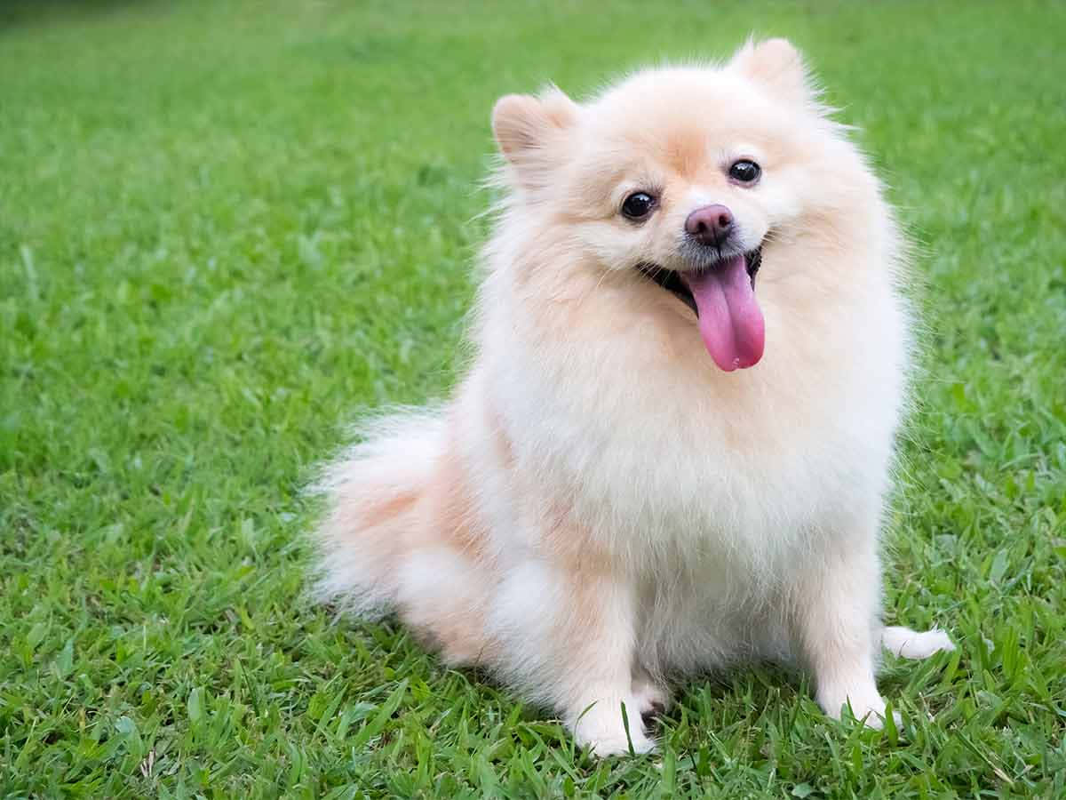 狗 桌布 壁紙 — 一隻毛茸茸的奶油色博美犬坐在充滿活力的綠色草地上，開心地伸出舌頭。