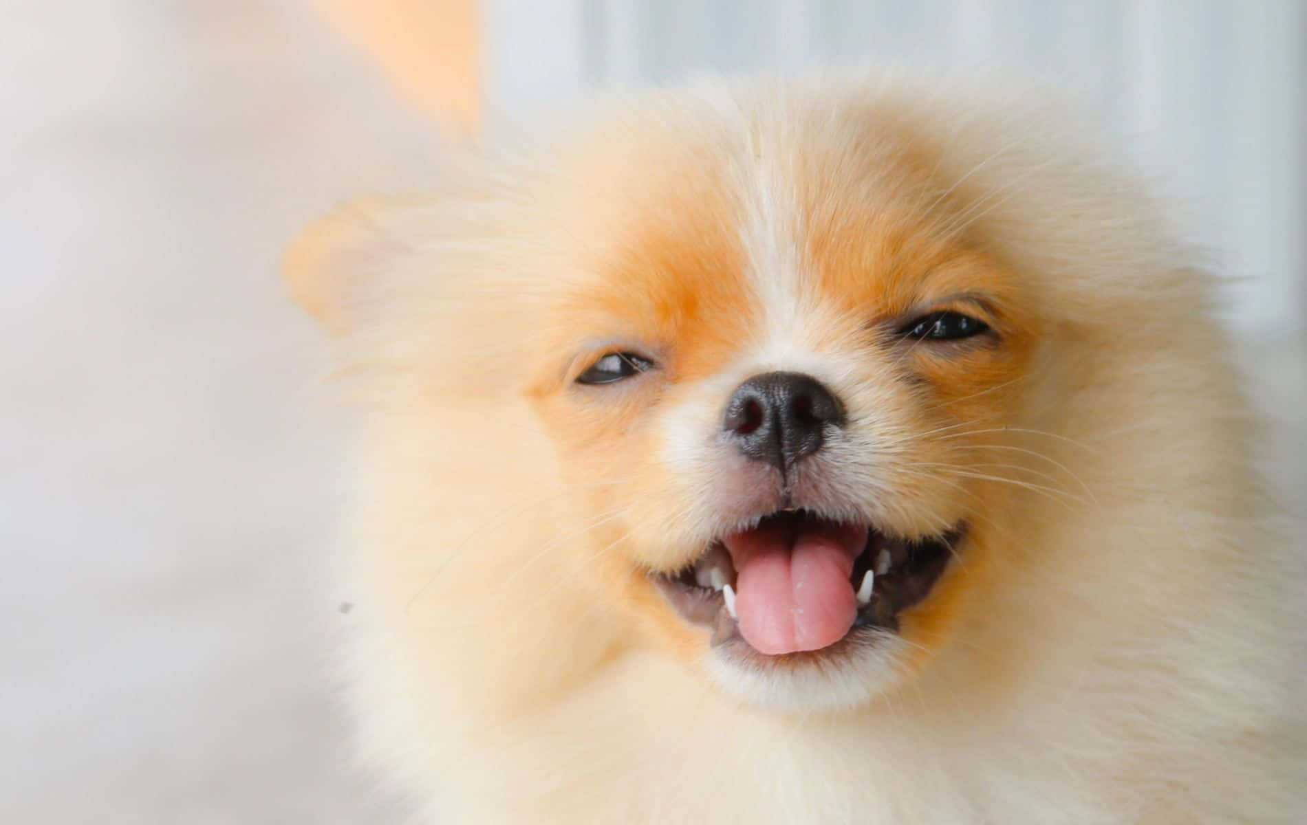 小狗 桌布 壁紙 — 一隻毛茸茸的奶油色博美犬帶著喜悅的表情，露出粉紅色的舌頭和小牙齒，開心地笑著。