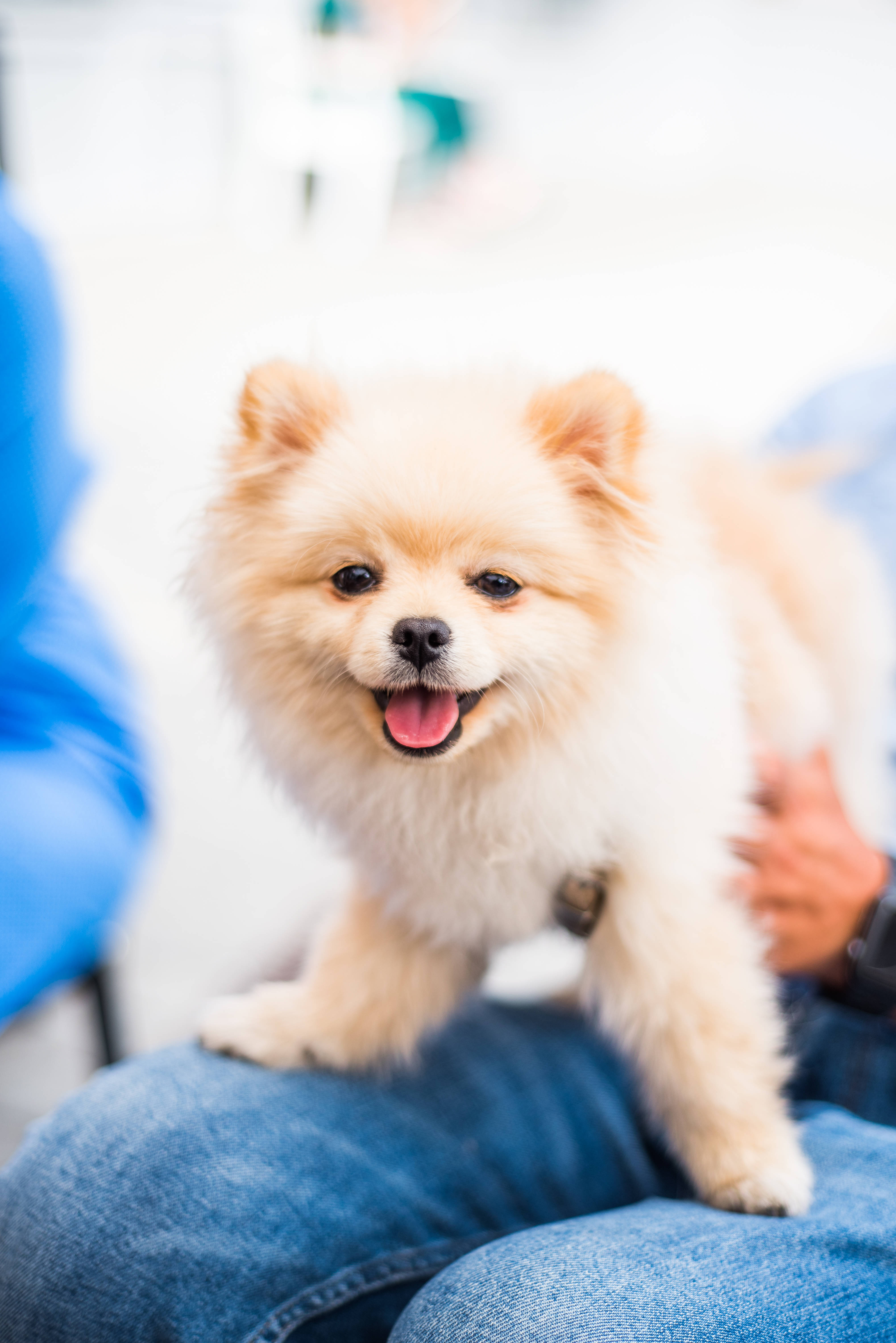 超時空奇俠 桌布 壁紙 — 一隻毛茸茸的奶油色博美犬幼犬，張開嘴巴開心笑著，坐在穿著藍色牛仔褲的人的腿上。
