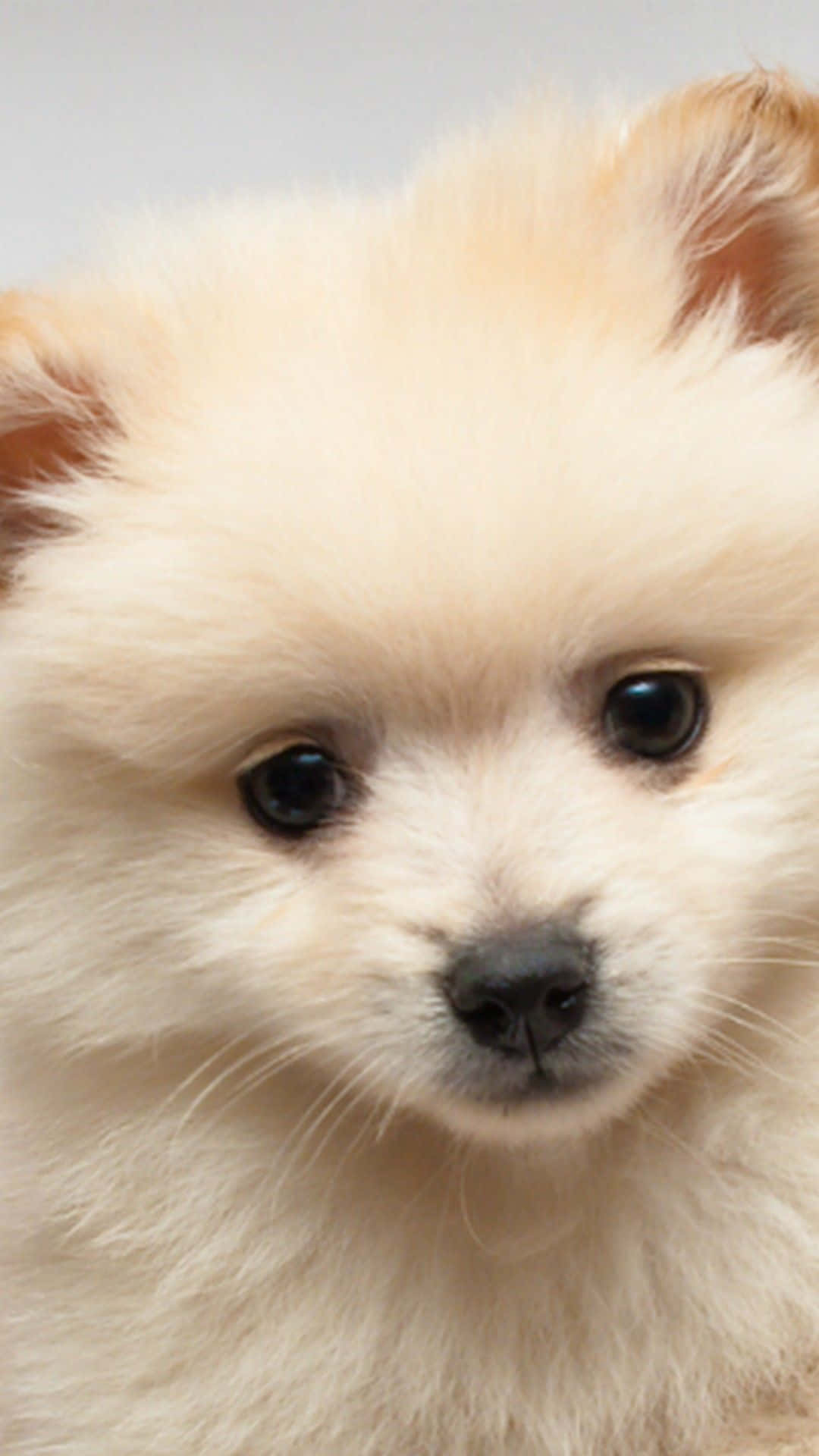 小狗 桌布 壁紙 — 一隻毛茸茸的奶油色博美犬幼犬的特寫，有深色眼睛和柔和的表情，背景是純色。