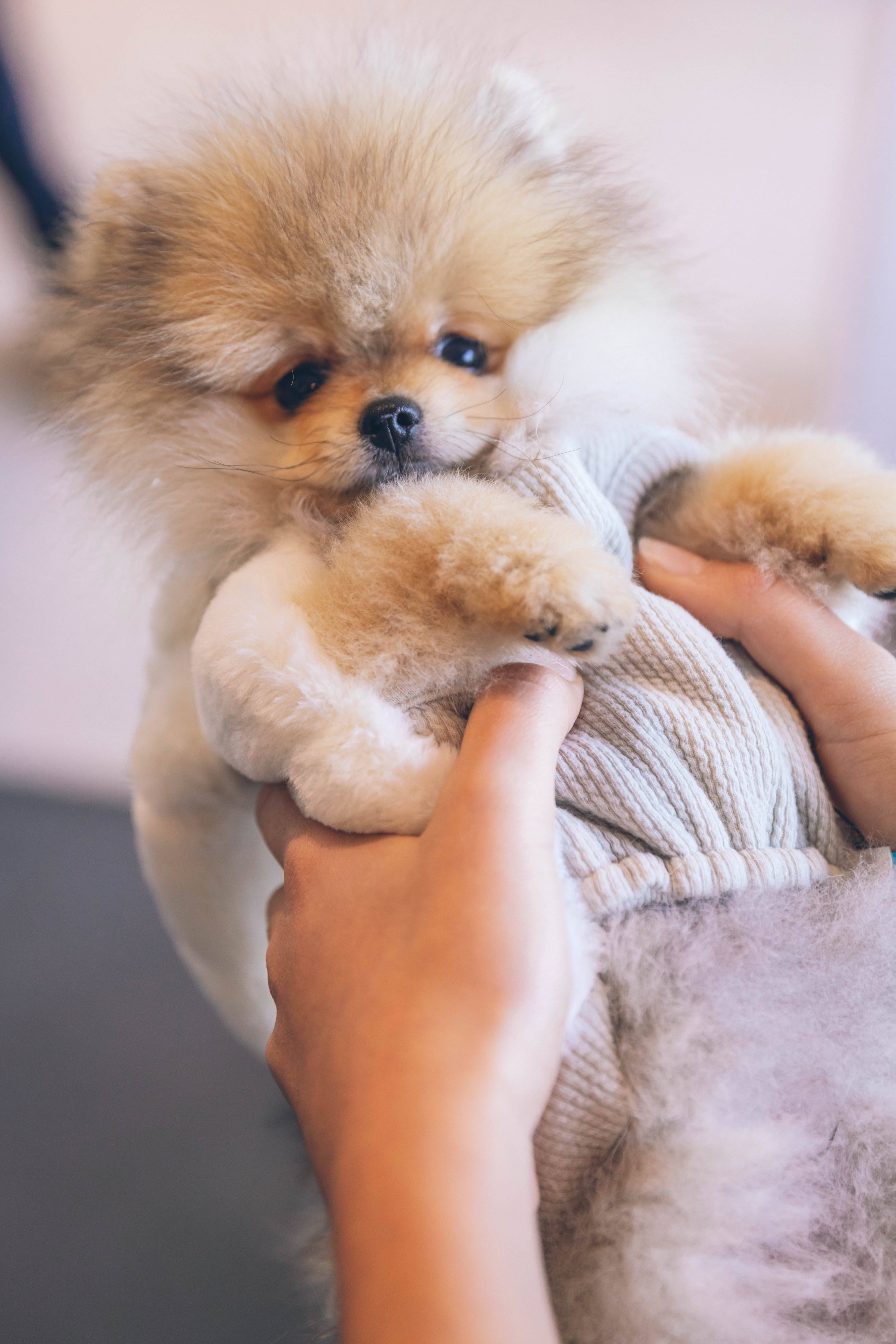 Pomeranian 桌布 壁紙 — 一隻毛茸茸的奶油色博美犬幼犬穿著針織毛衣，被溫柔地抱在人類手中，背景柔和模糊。