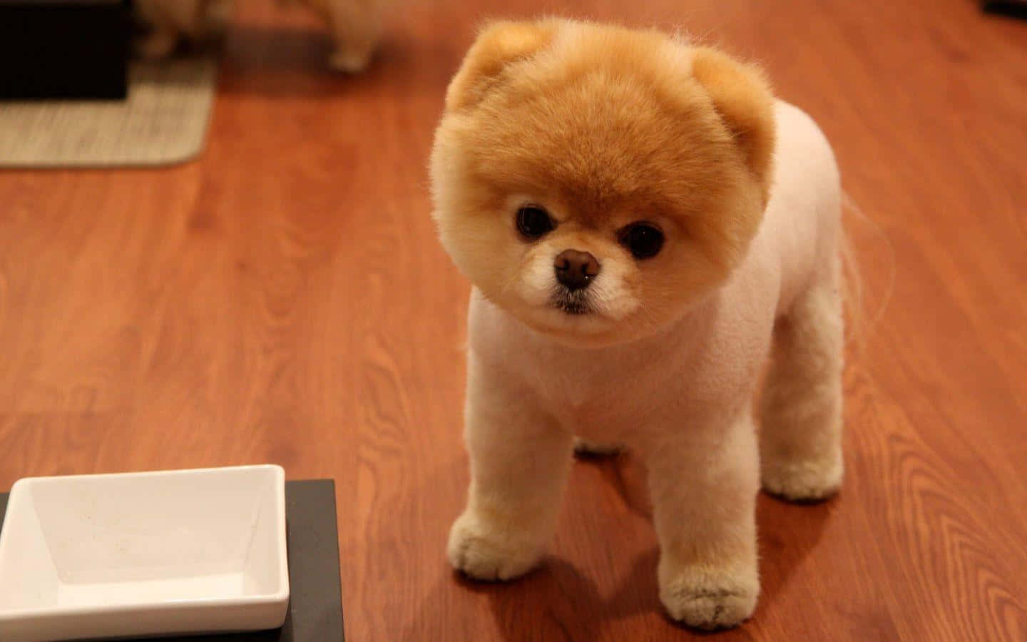 Pomeranian 桌布 壁紙 — 一隻毛茸茸的奶油色博美犬幼犬站在溫暖的木地板上，靠近一個白色盤子。