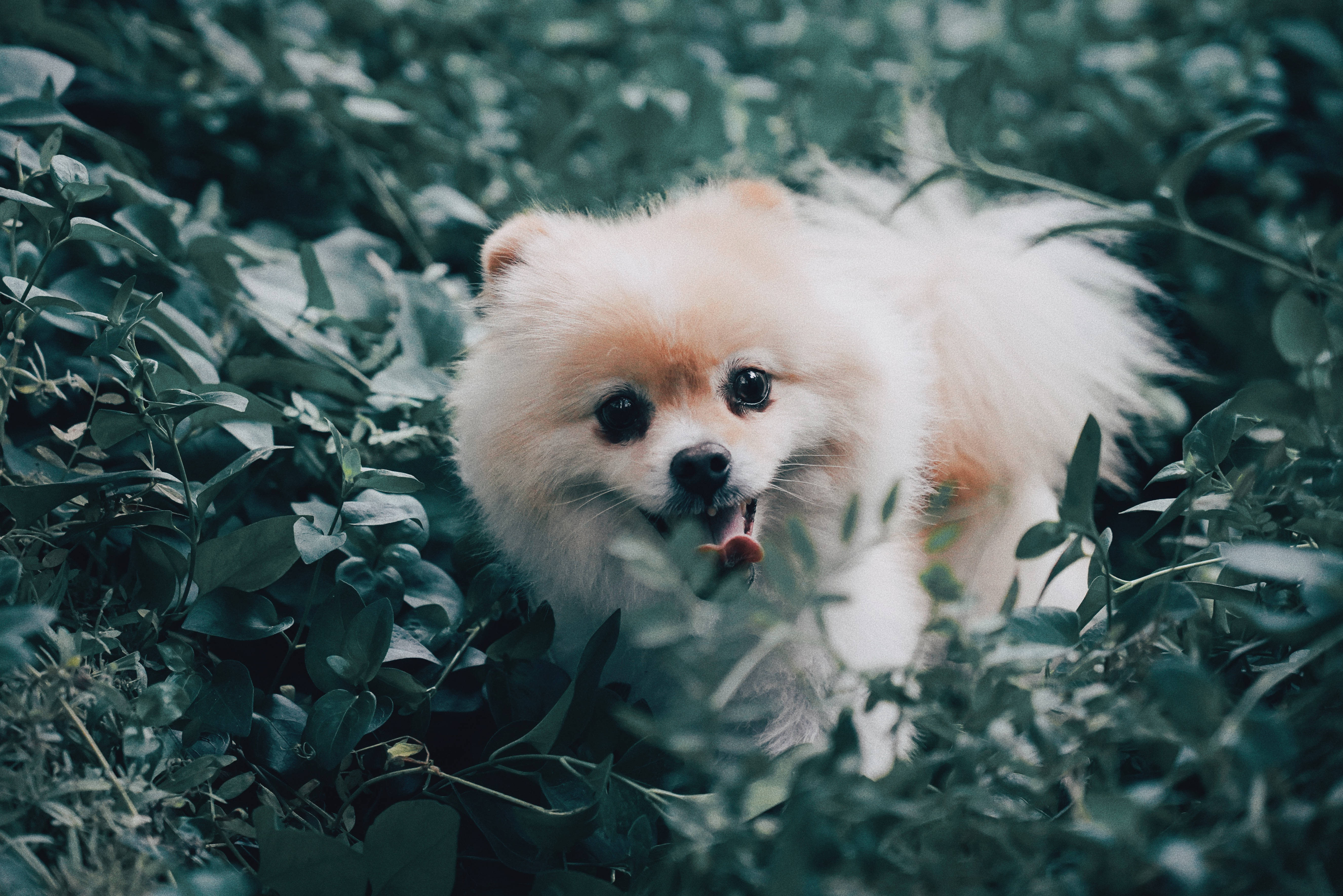 Pomeranian 桌布 壁紙 — 一隻毛茸茸的奶油色博美犬從茂密的綠色樹葉中頑皮地探出頭來，嘴裡叼著一個紅色小玩具。