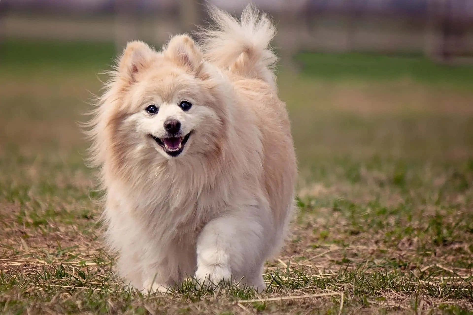 狗 桌布 壁紙 — 一隻毛茸茸的奶油色博美犬快樂地跑向鏡頭，穿過草地，背景模糊。