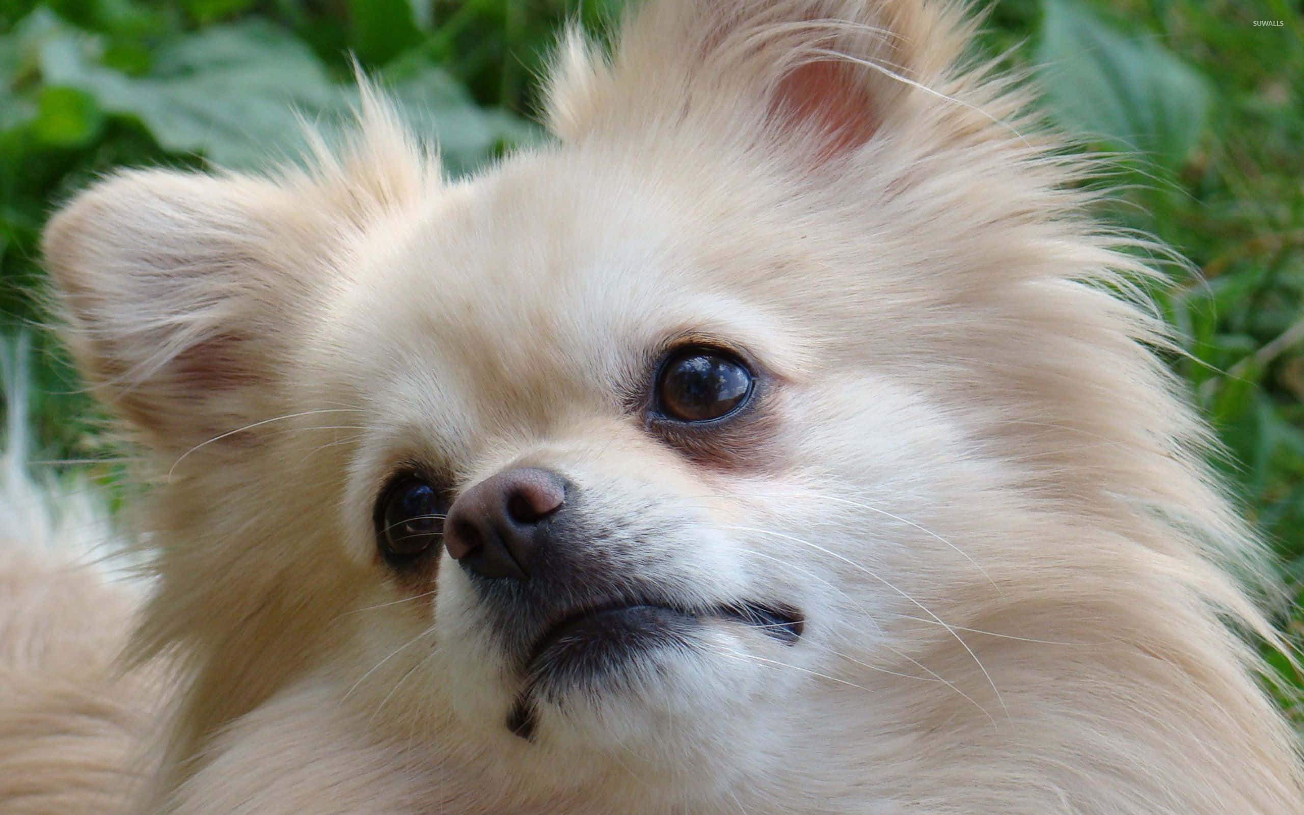 Garden 桌布 壁紙 — 一隻毛茸茸的奶油色博美犬的特寫，有深色眼睛和略帶不悅的表情，背景是模糊的綠色樹葉。