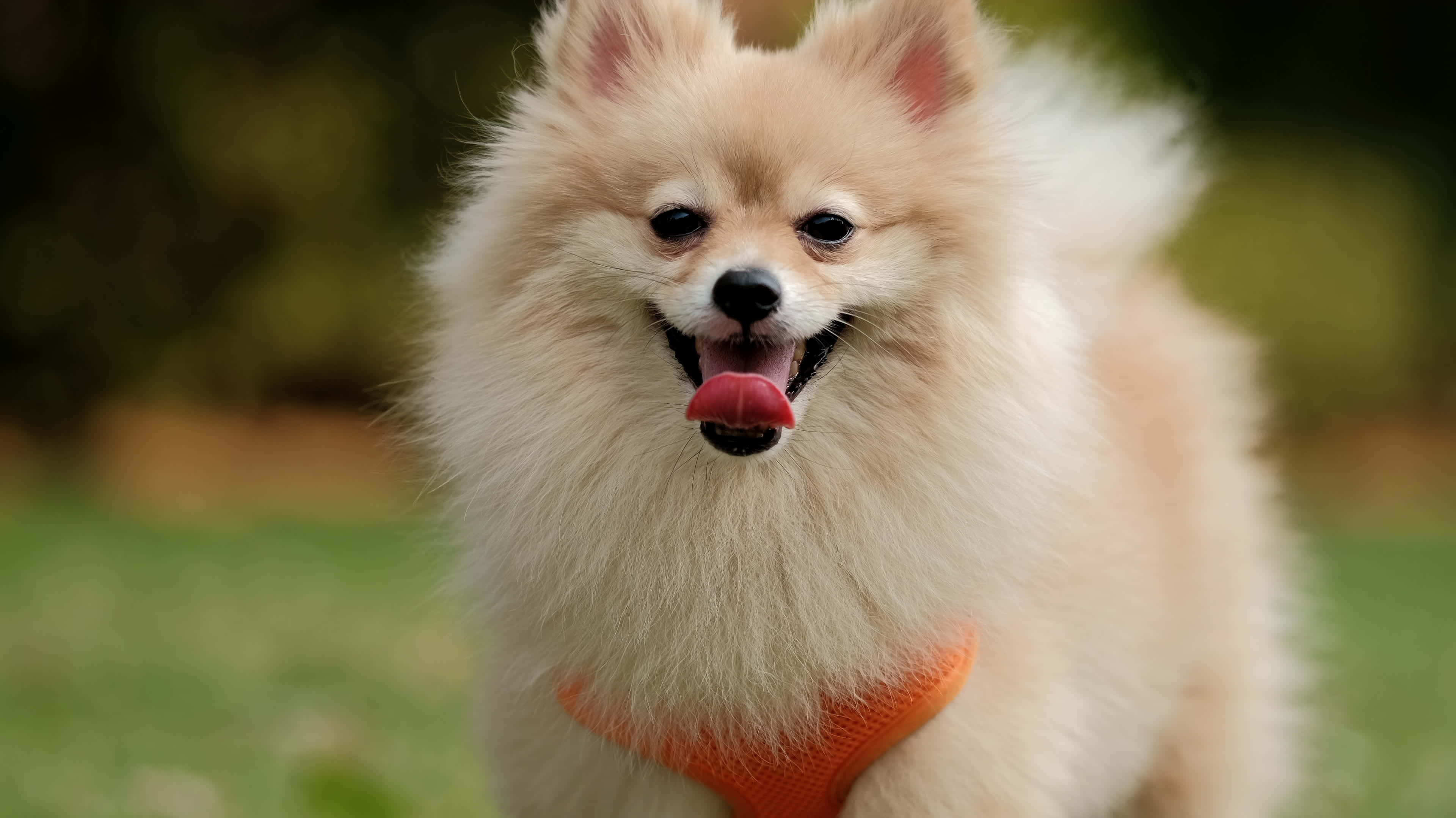 funny animals 桌布 壁紙 — 一隻毛茸茸的奶油色博美犬穿著橙色胸背帶，在草地上頑皮地伸出舌頭。