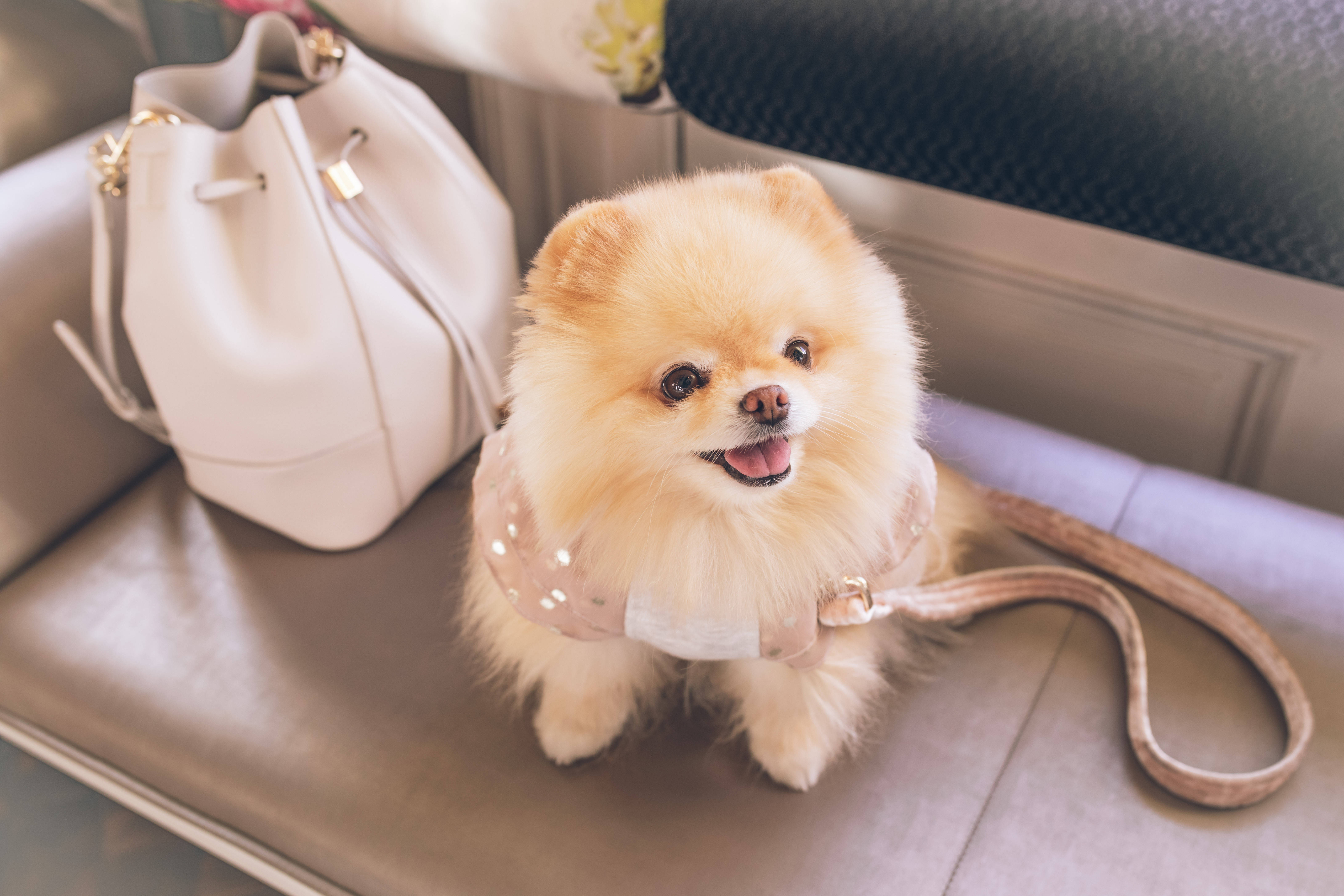 Pomeranian 桌布 壁紙 — 一隻毛茸茸的奶油色博美犬穿著閃亮的安全帶，開心地坐在皮革沙發上，旁邊有一個白色手提包。
